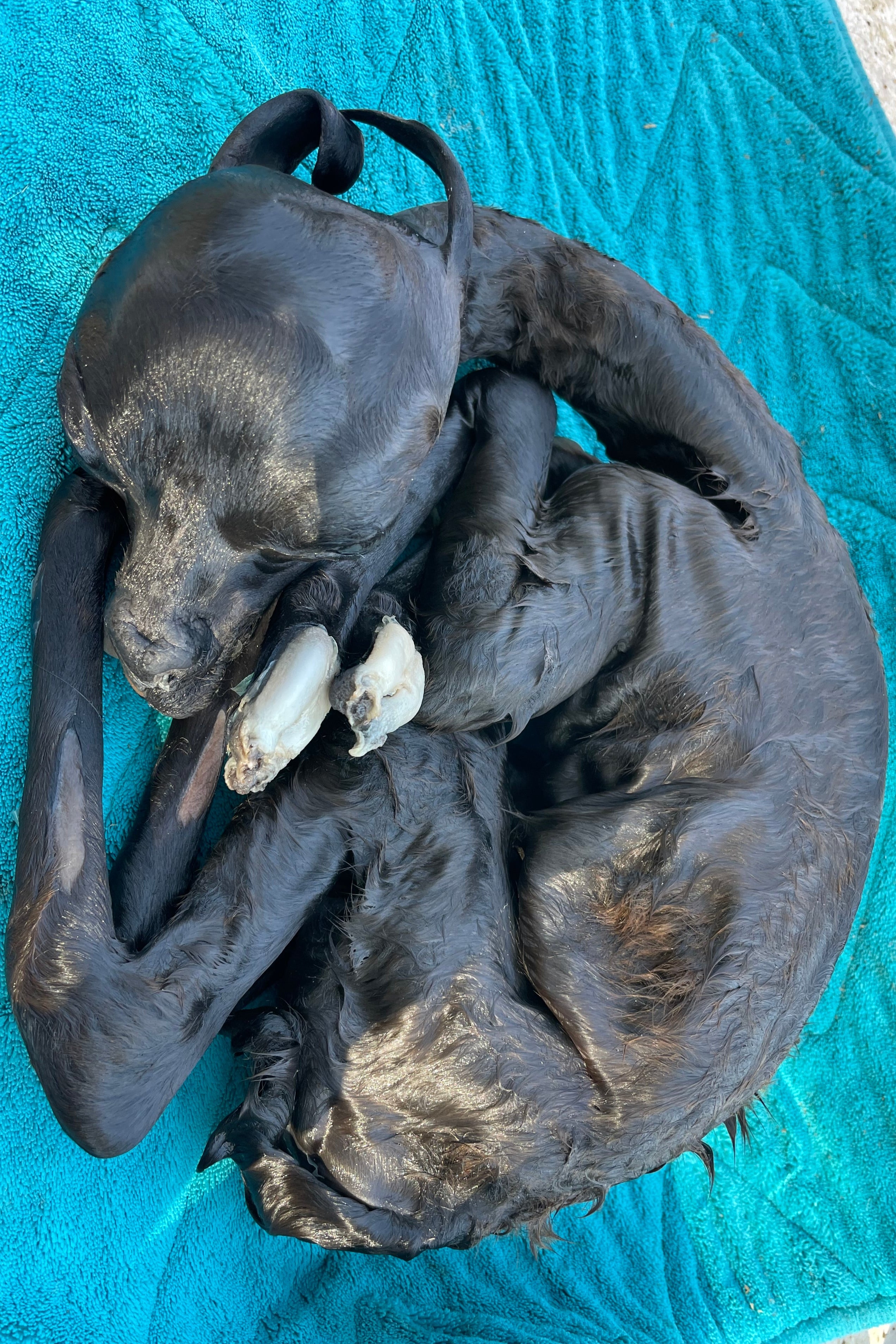 ***Very Rare***Baby Alpaca Cria Wet Specimen