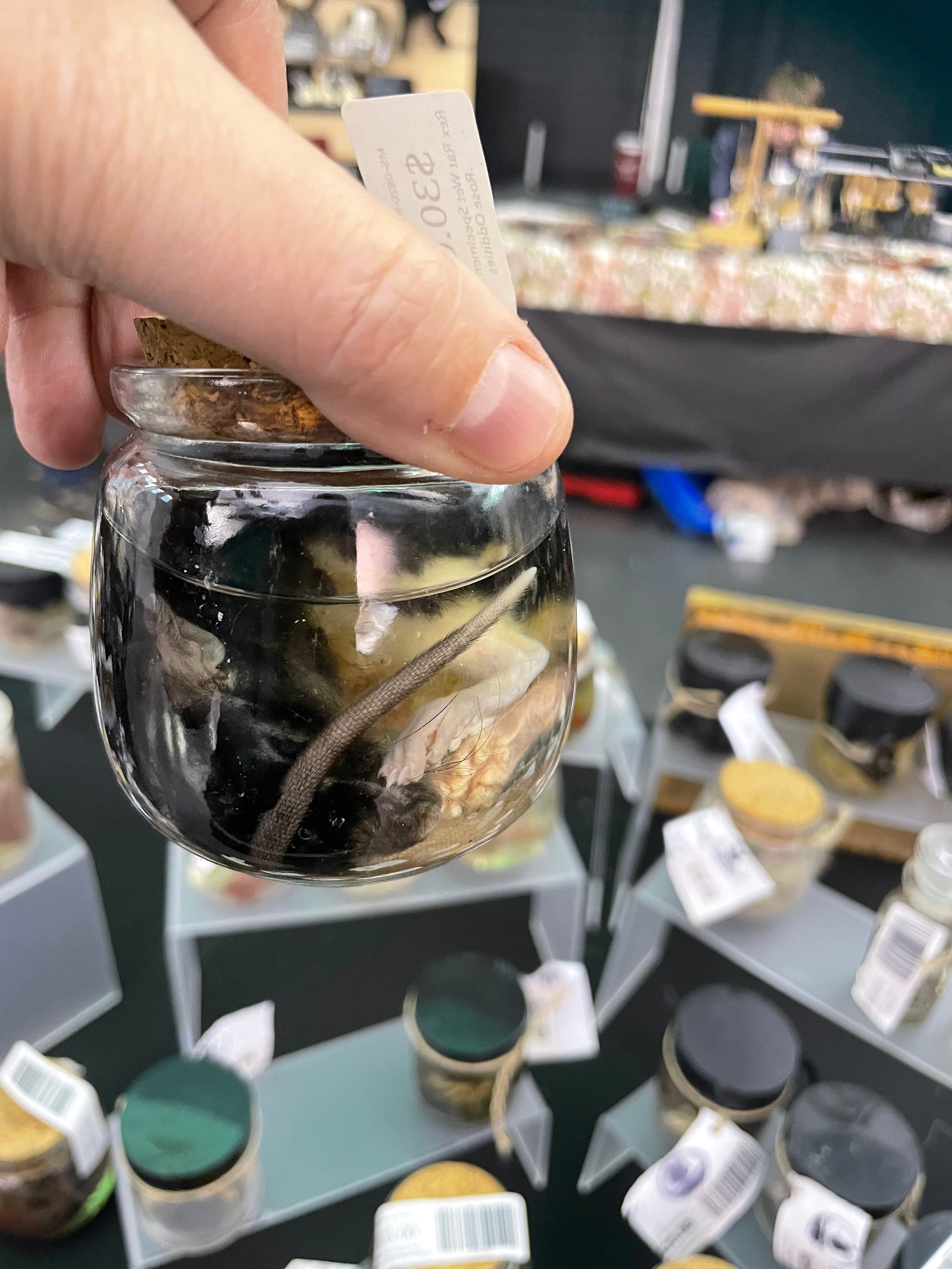 1 Rex Rat Baby Wet Specimen