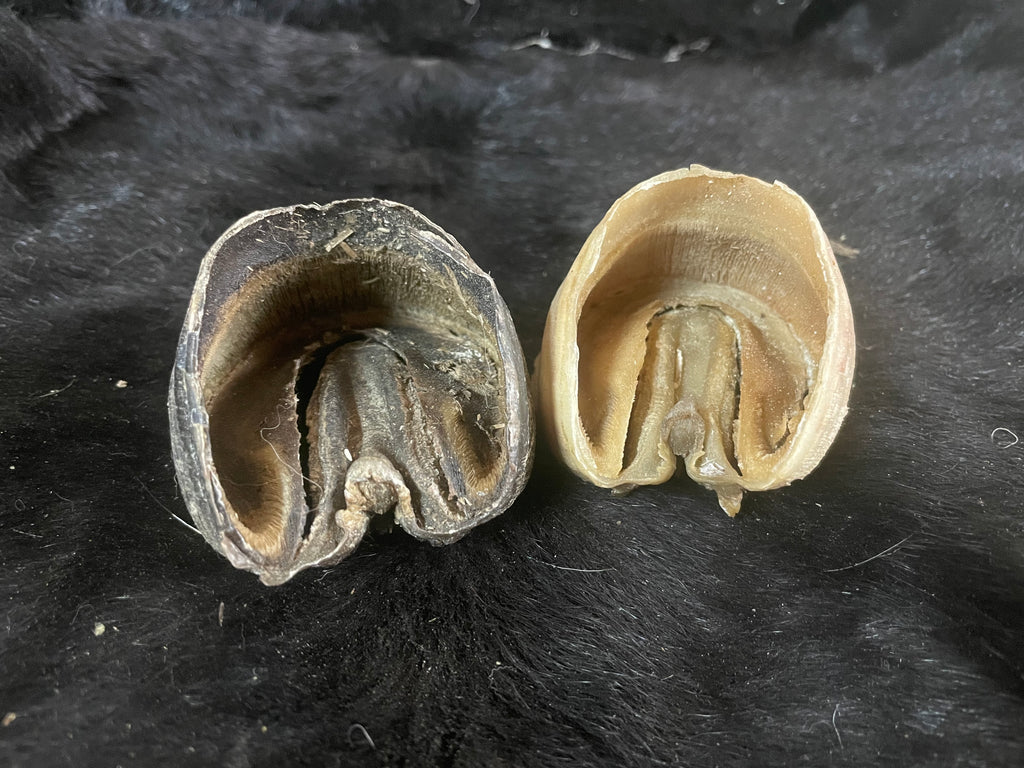 Foal Hoof Lot