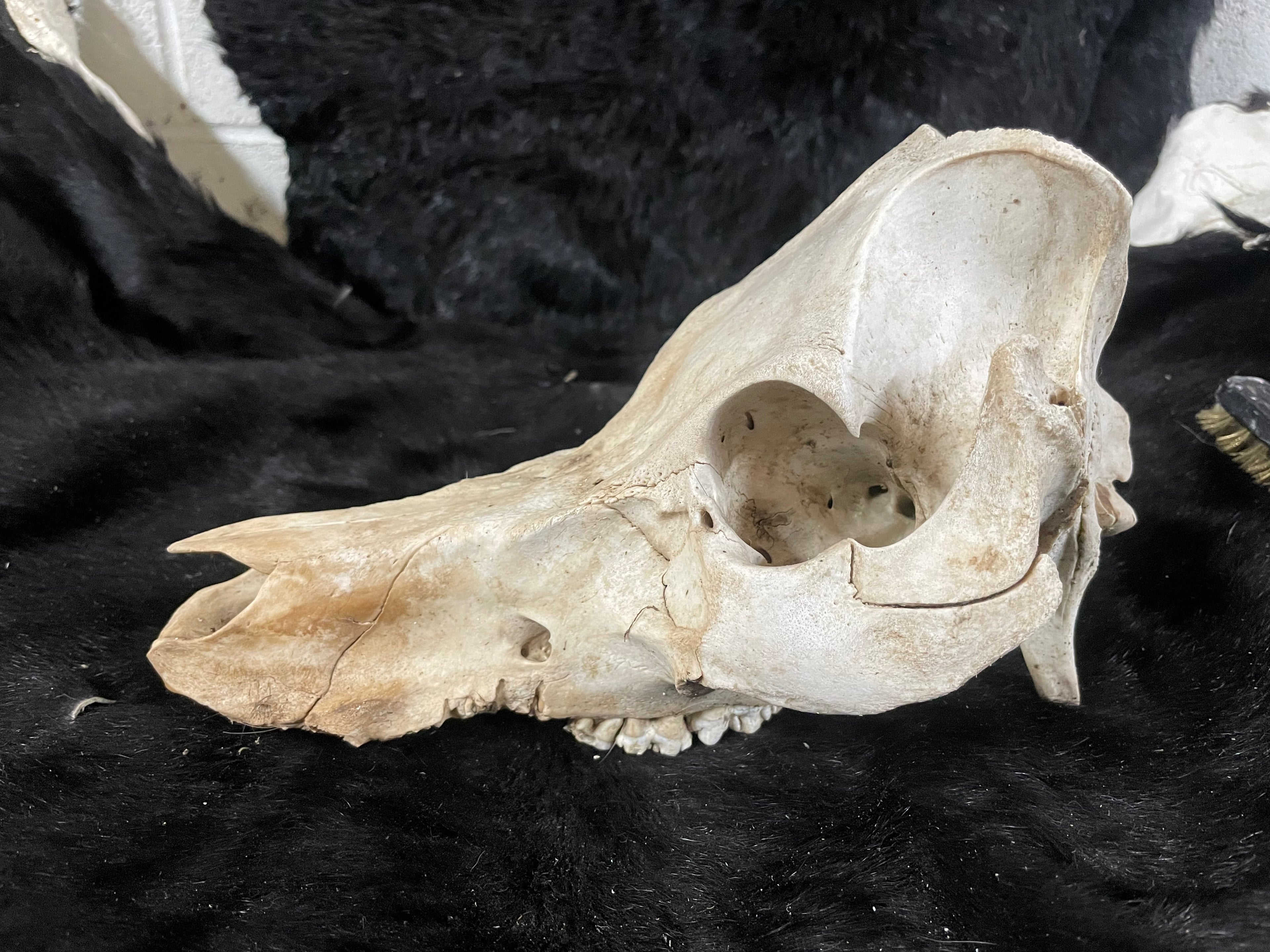 Kune Skull