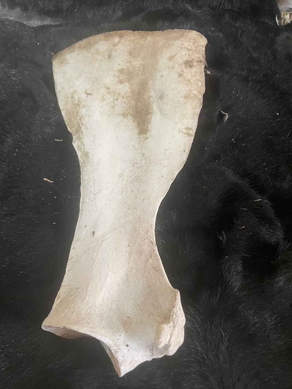 Yearling Shoulder Blade