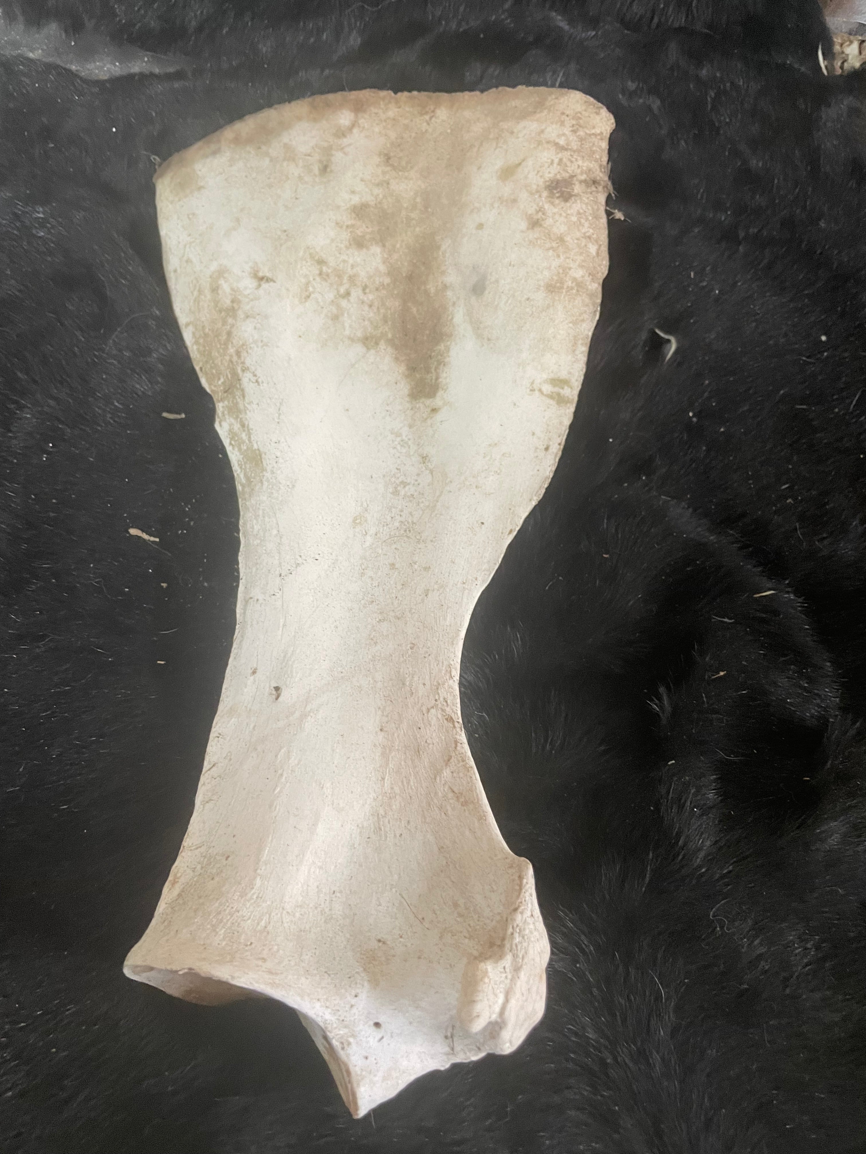 Yearling Shoulder Blade