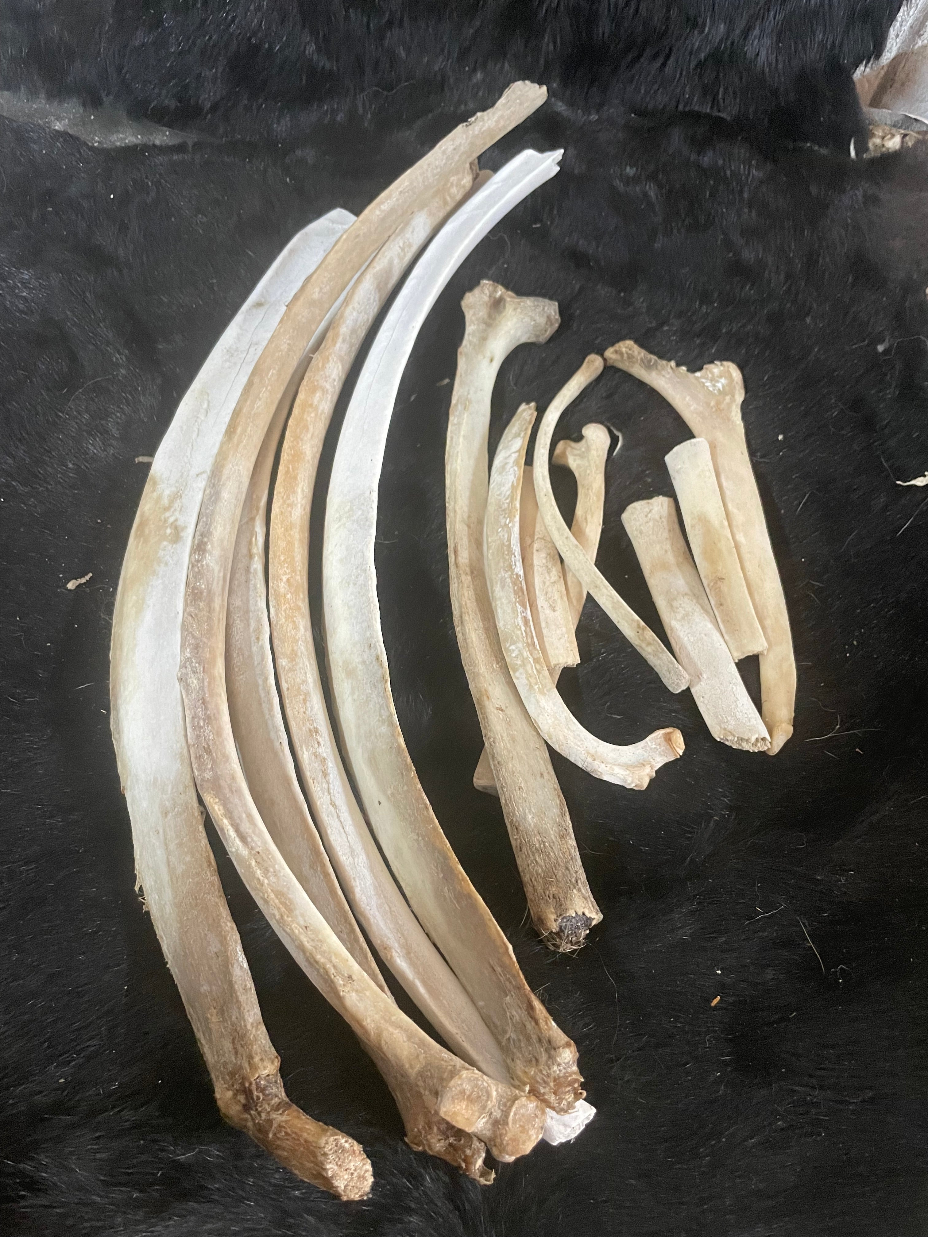 Yearling Ribs