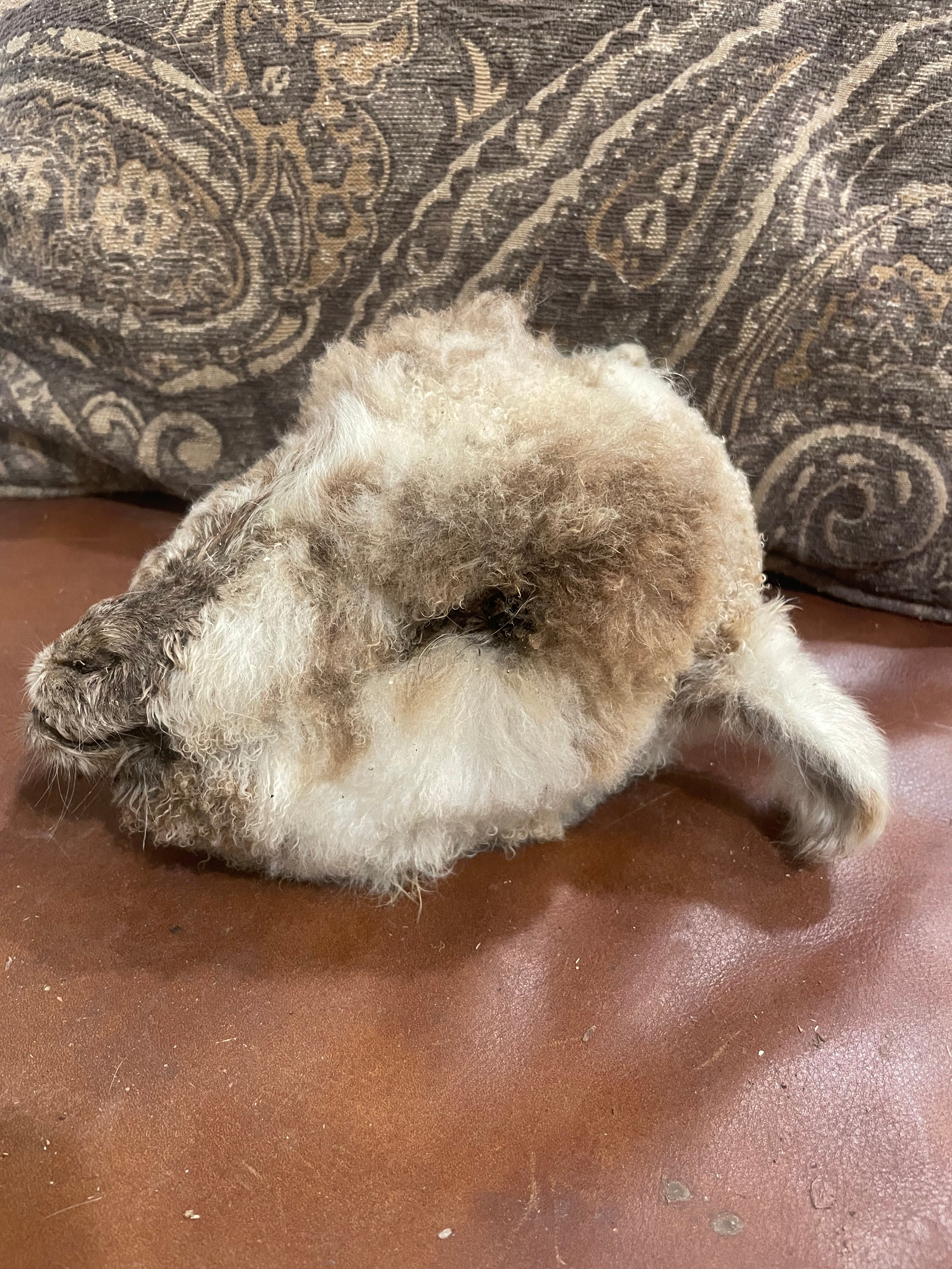 Med Lamb Head