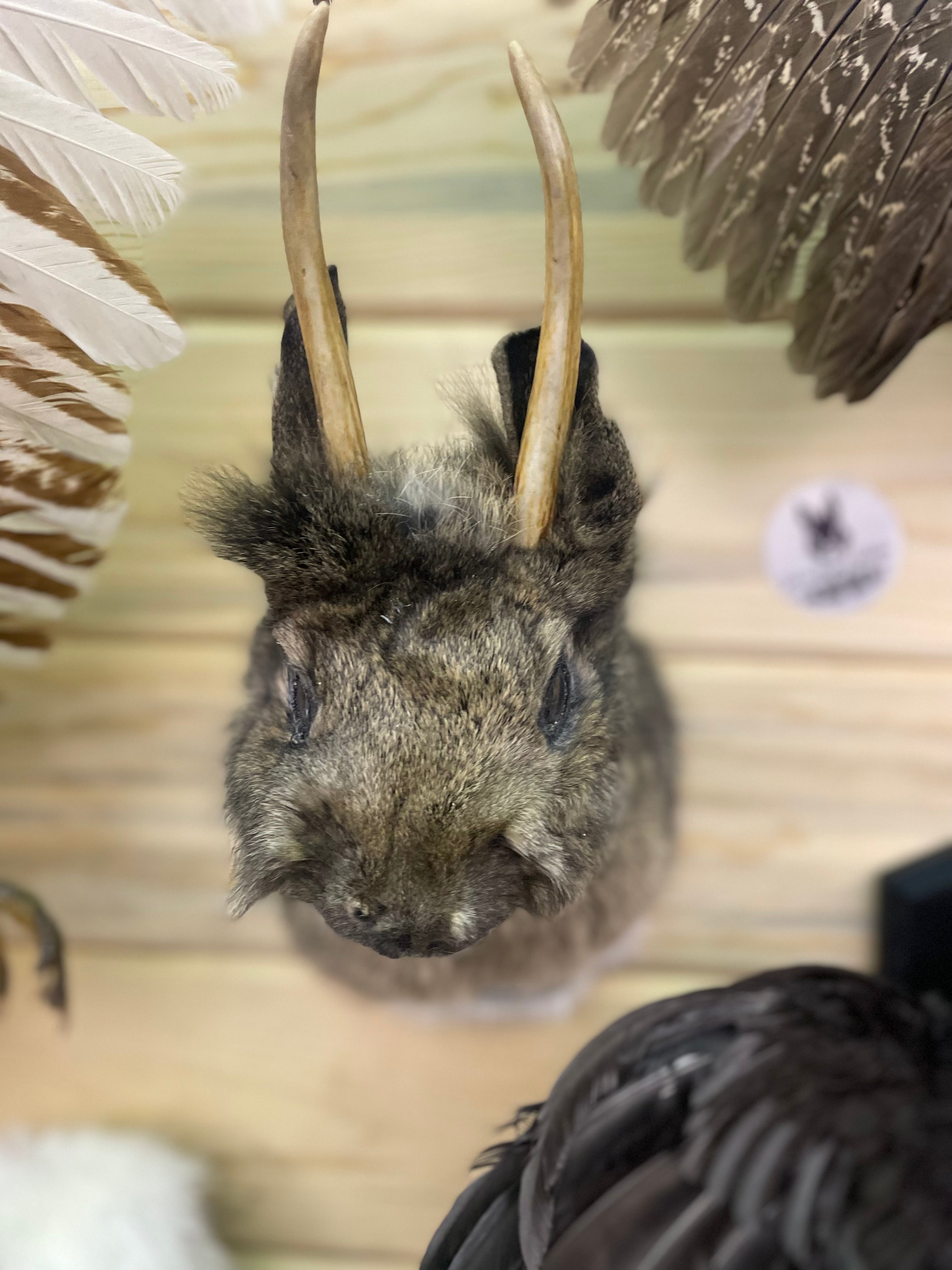 Brown Jackelope