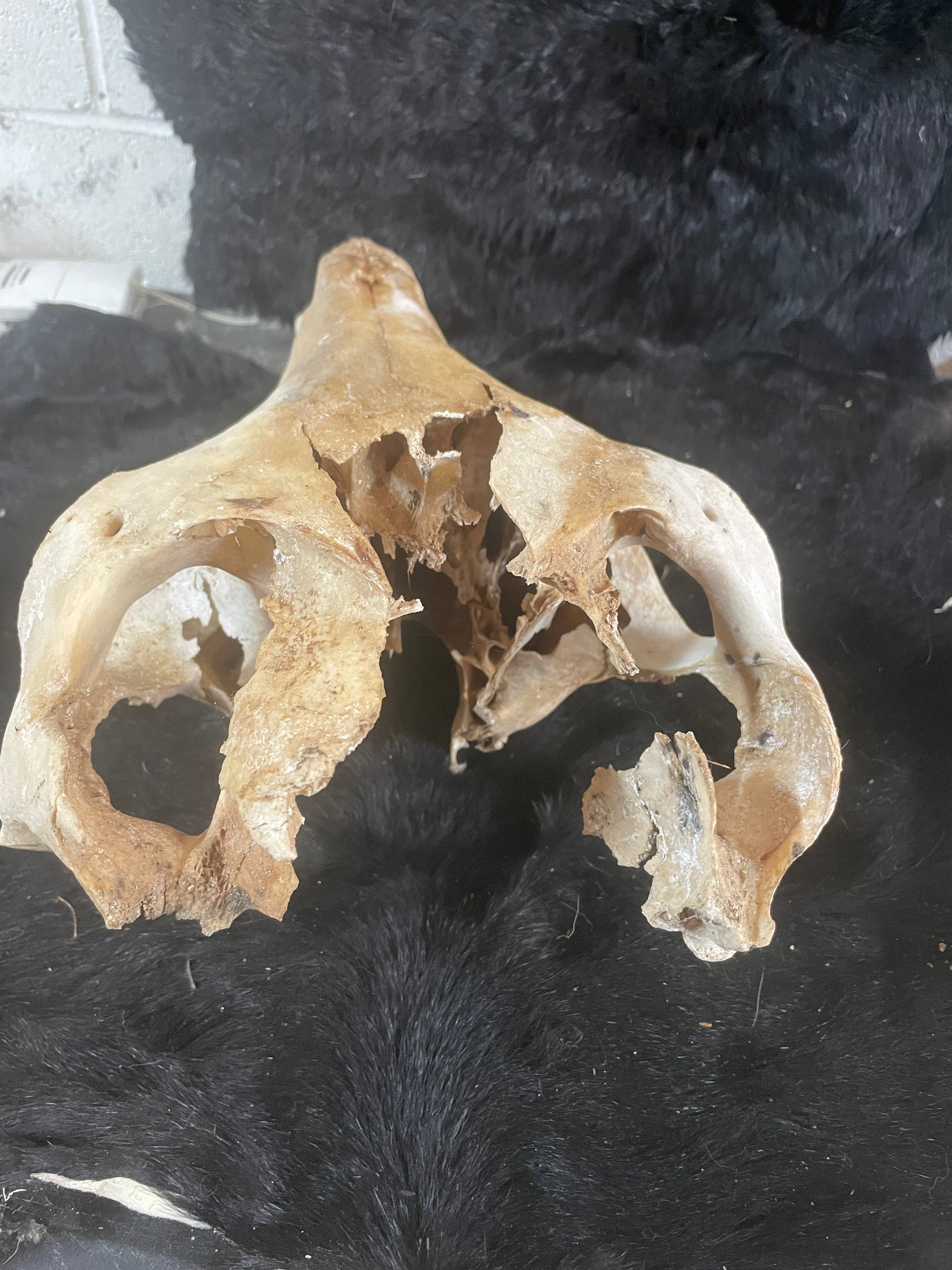 Craft Grade Horse Skull Wild Stallion