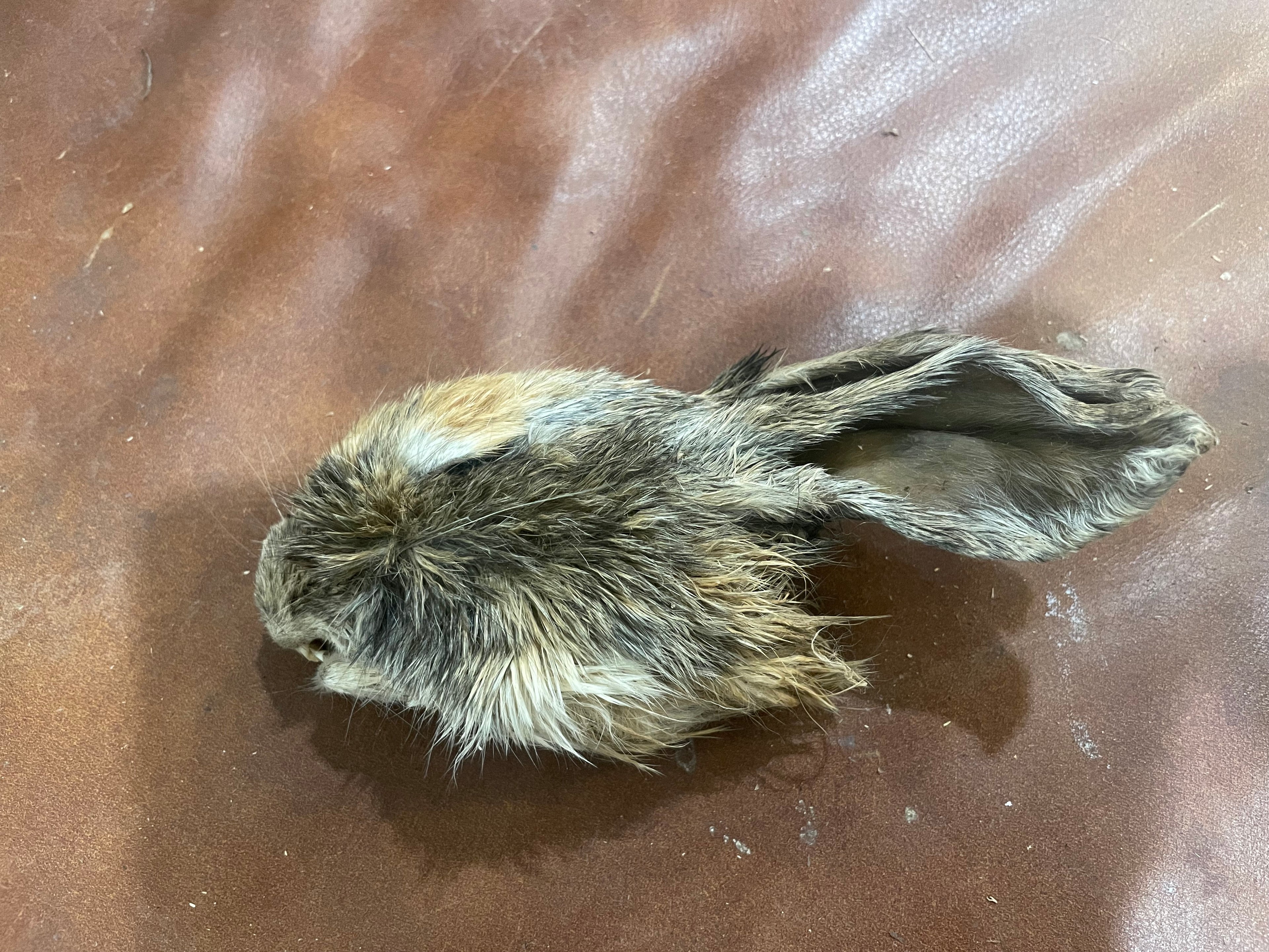 Rabbit Head Harlequin Mummified