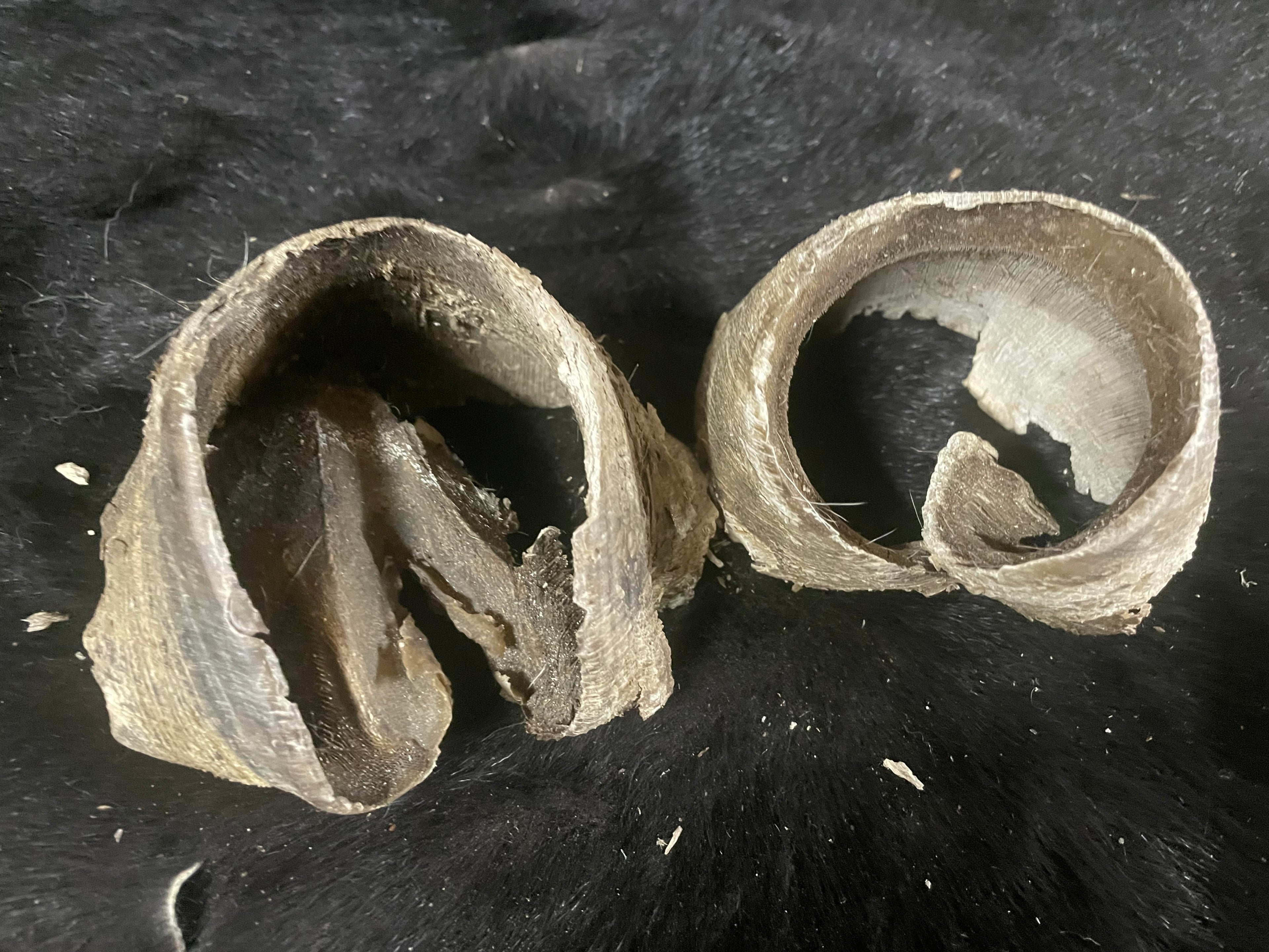 8 pairs of horse Hooves
