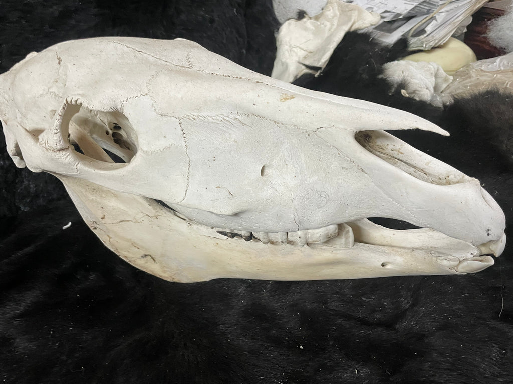 Foal Horse skull