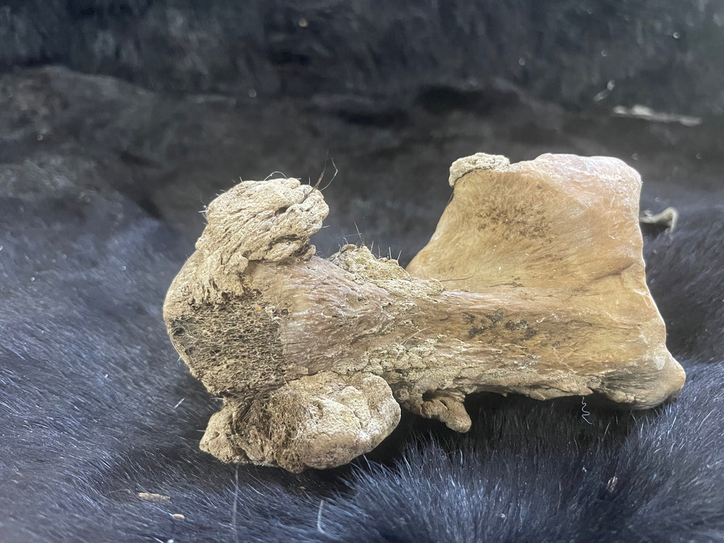 Horse Arthritic Bone
