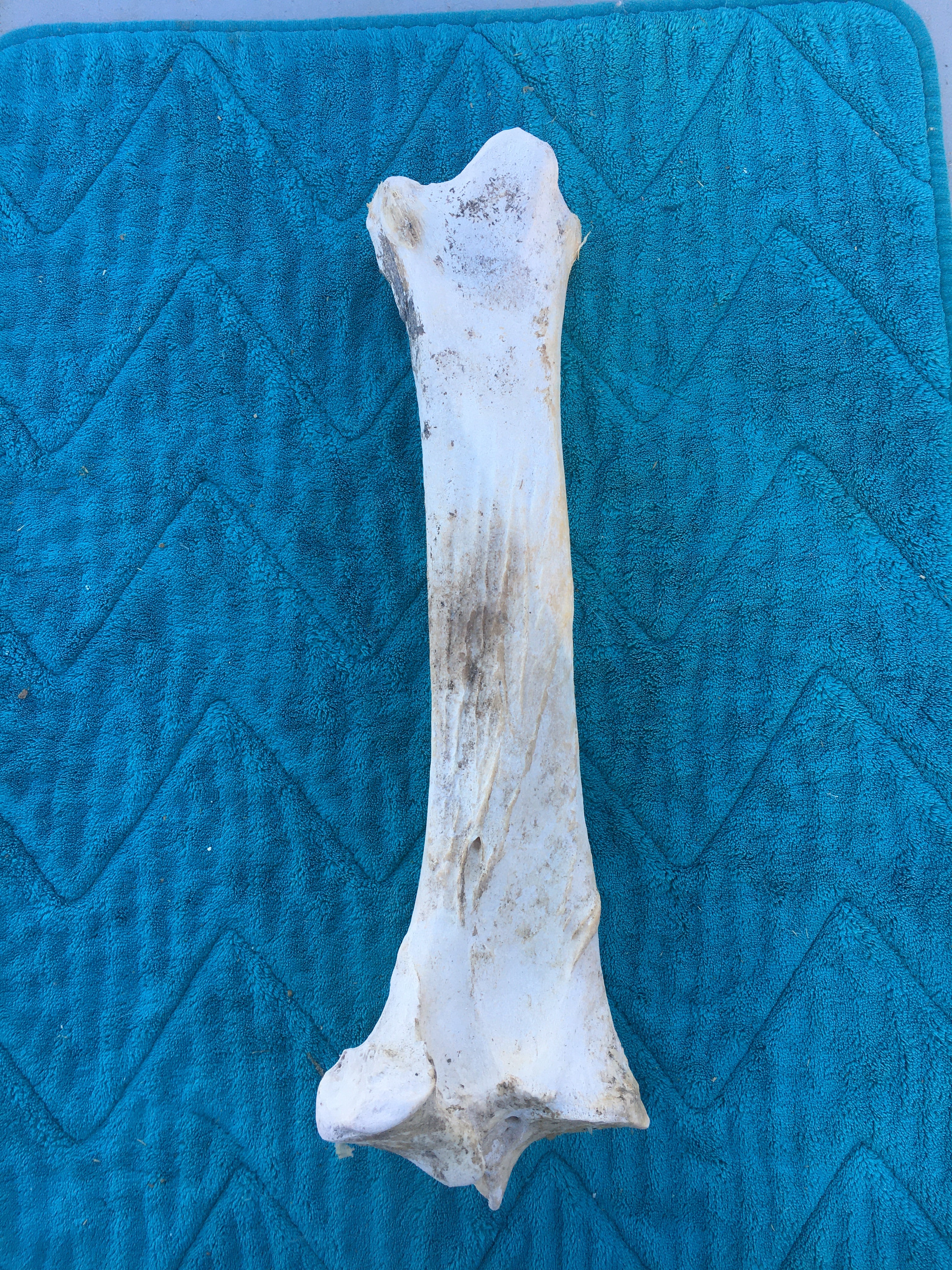 My choice Horse Leg bones