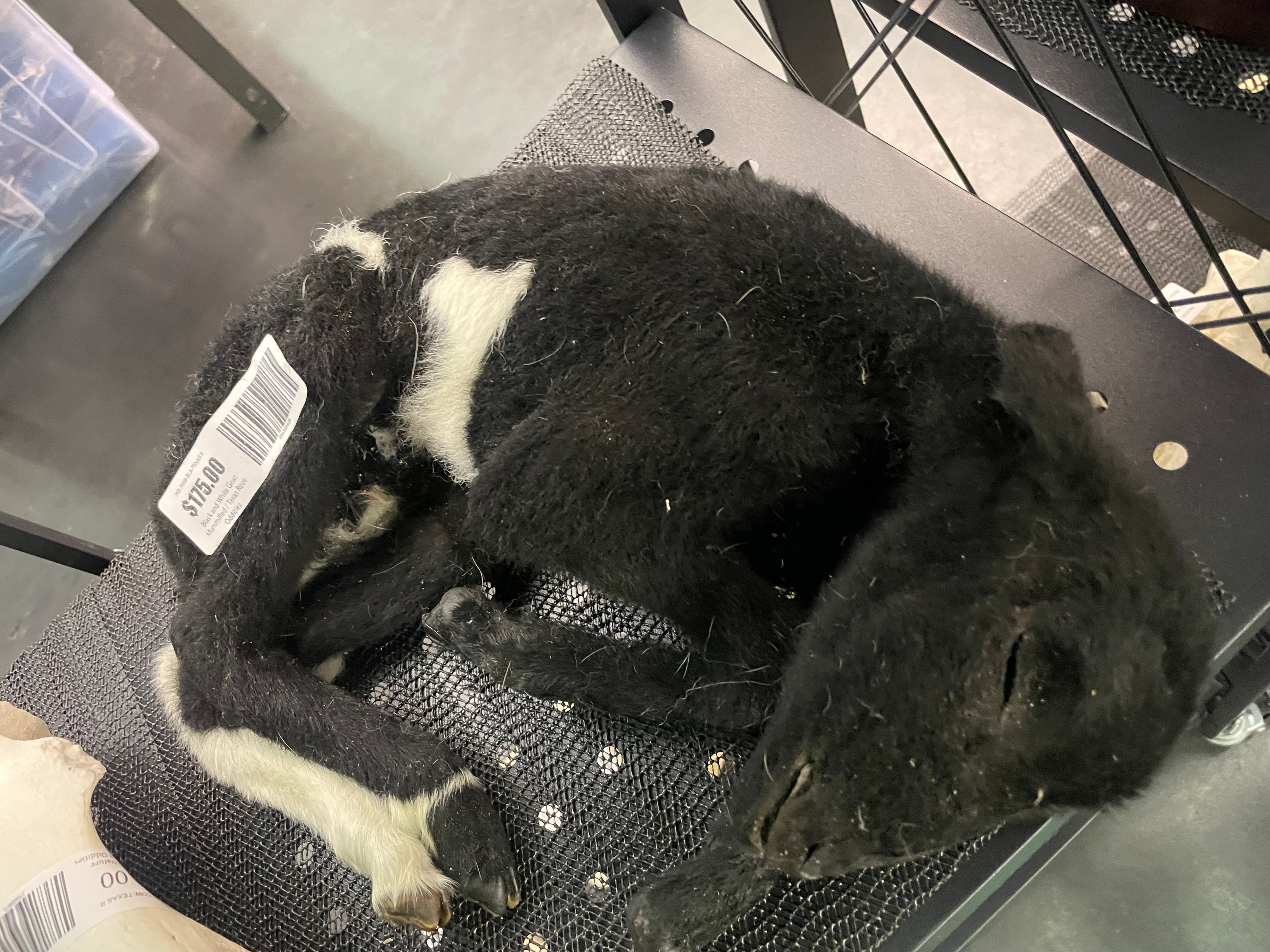 Black and White lamb Mummified