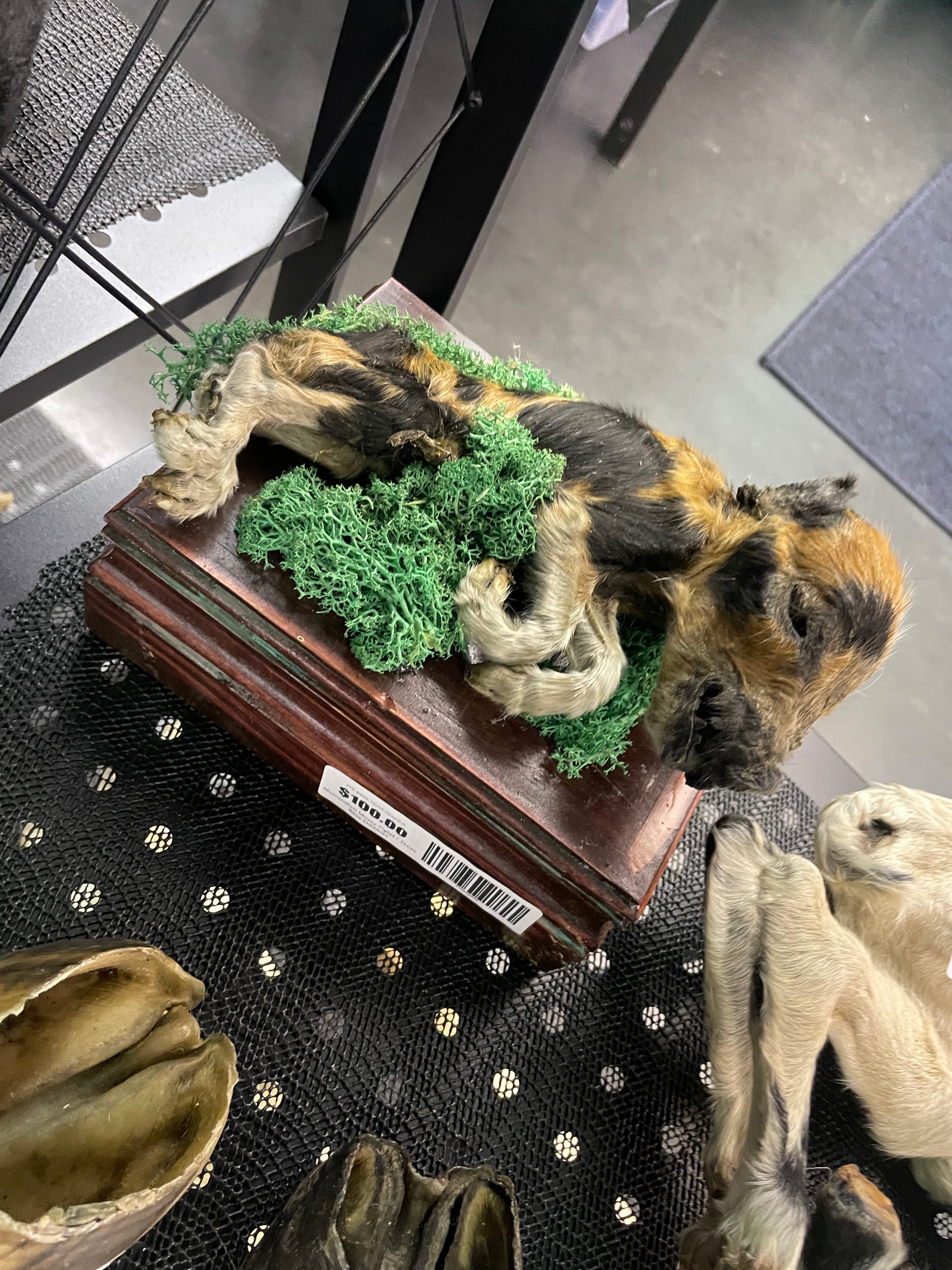 Mummified Mossy Piglet