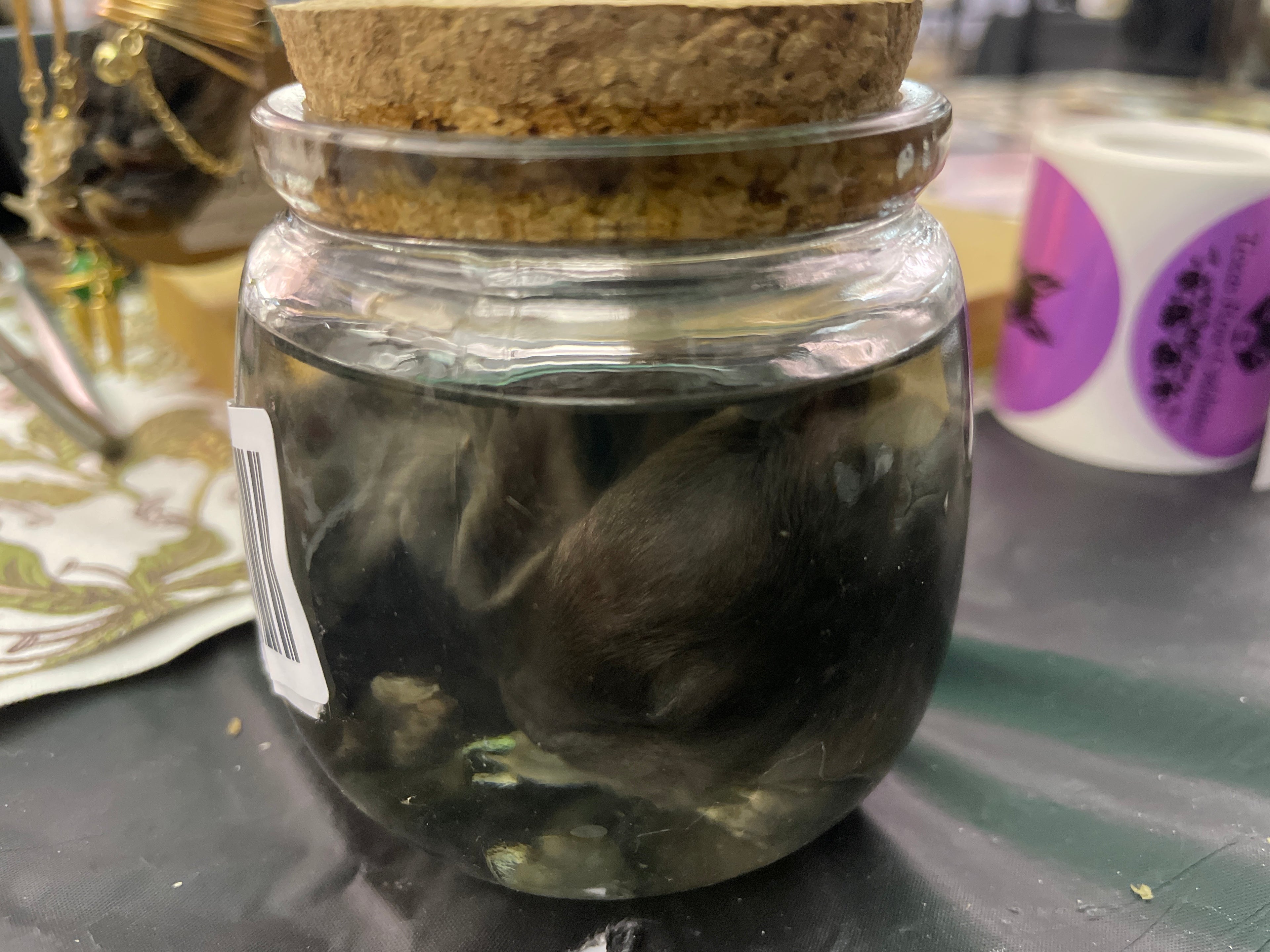 baby bunny wet specimen