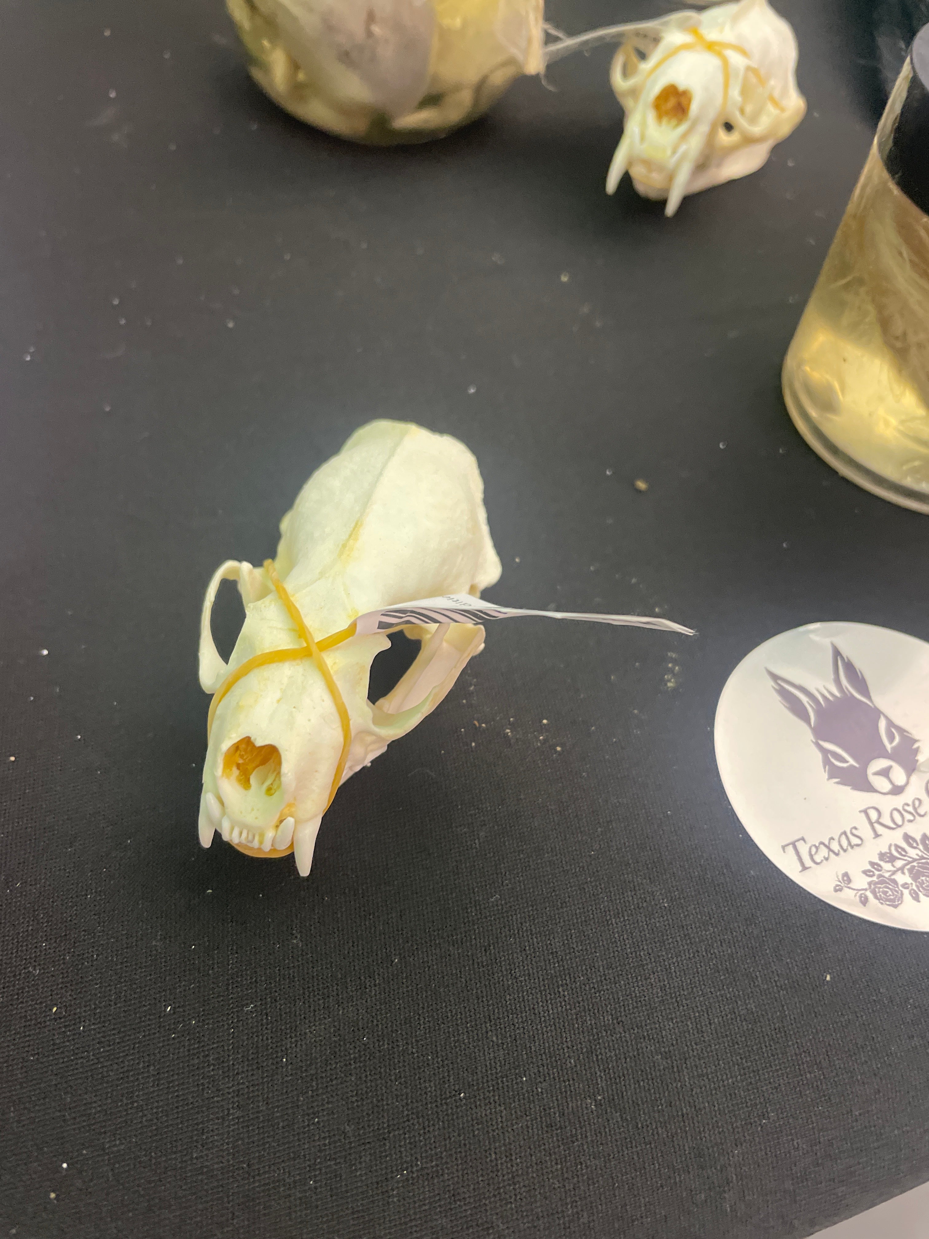 Mink Skull