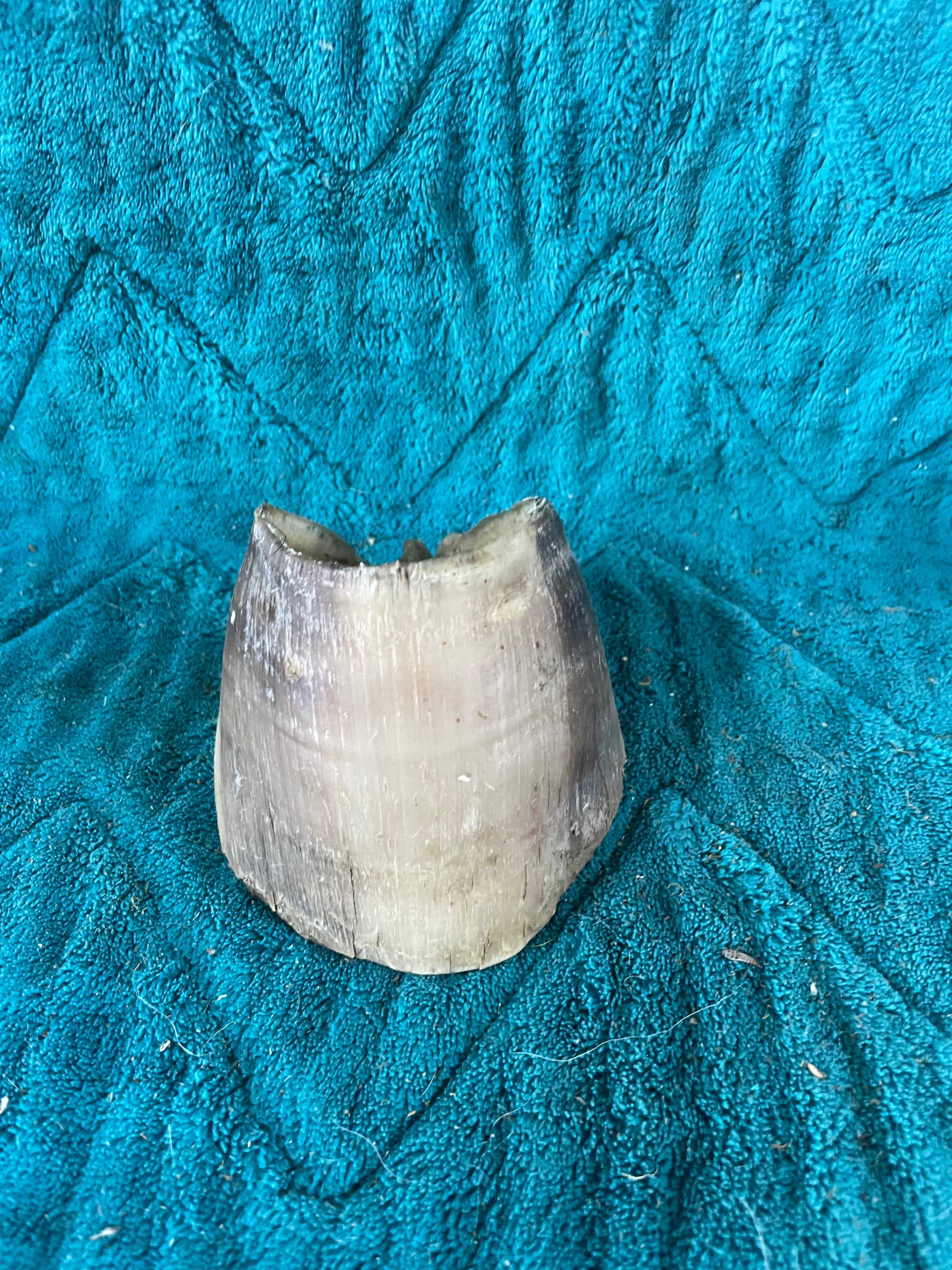 Foal Hoof