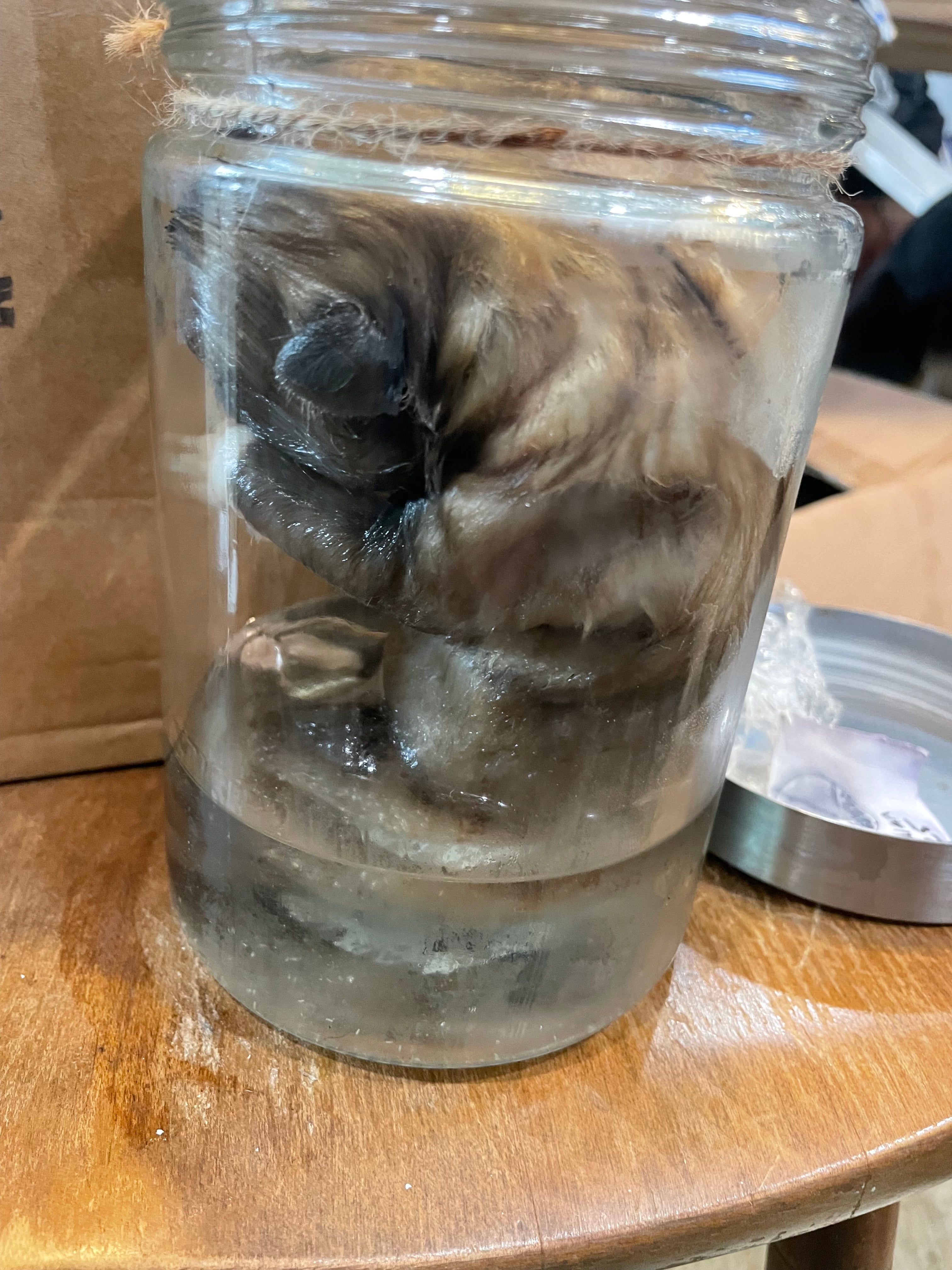 Anatolian Wet Specimen Puppy