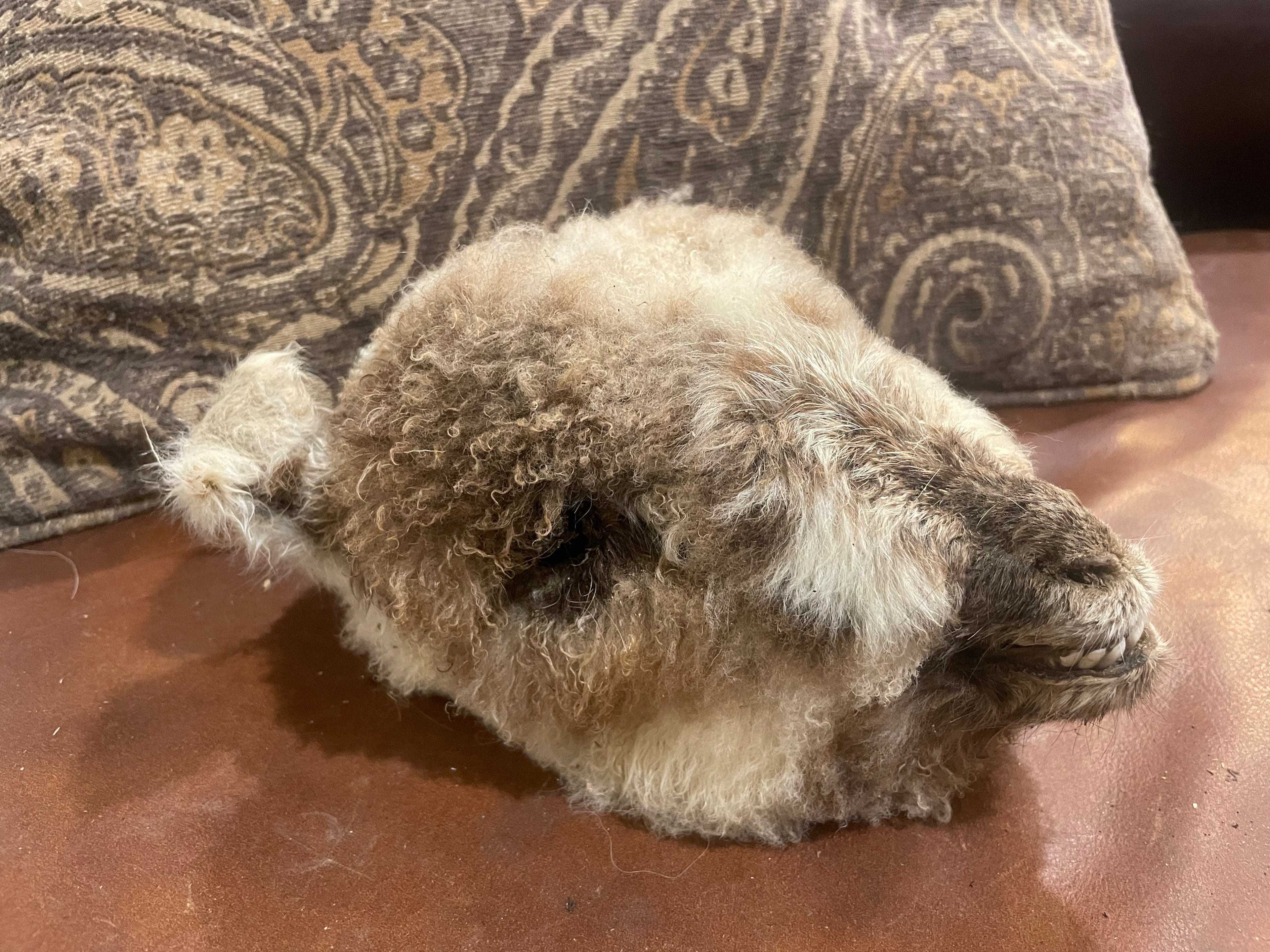 Med Lamb Head