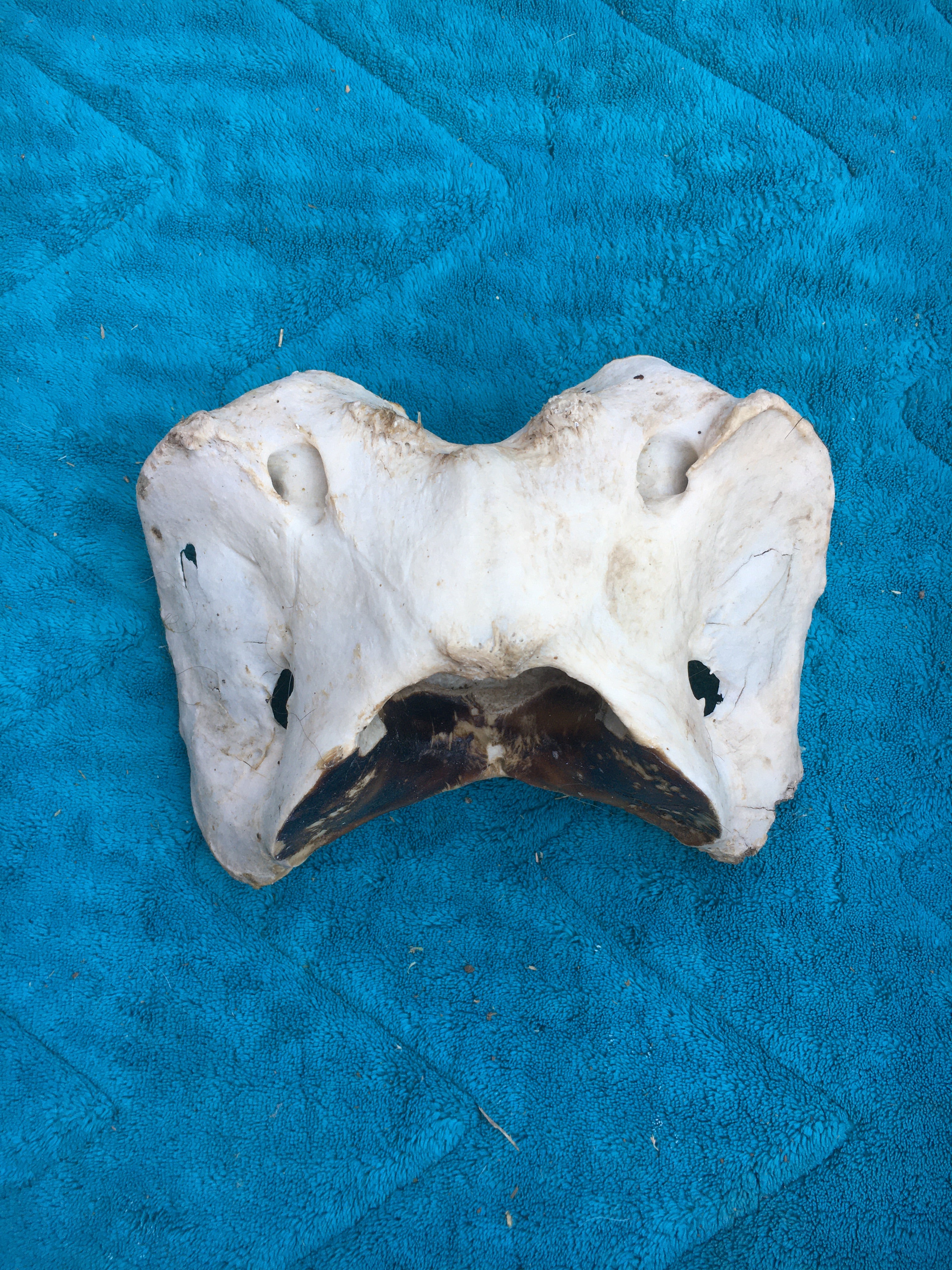 Alpaca bone