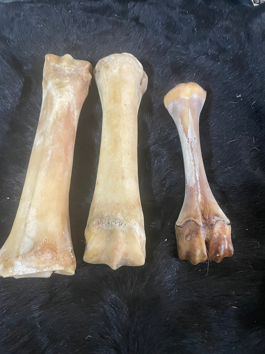 Foal and Horse Leg Lot 7