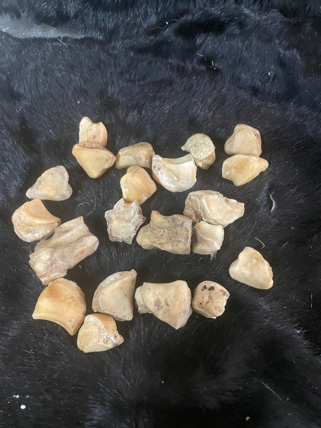 Lot of Horse/Foal Knee Bones