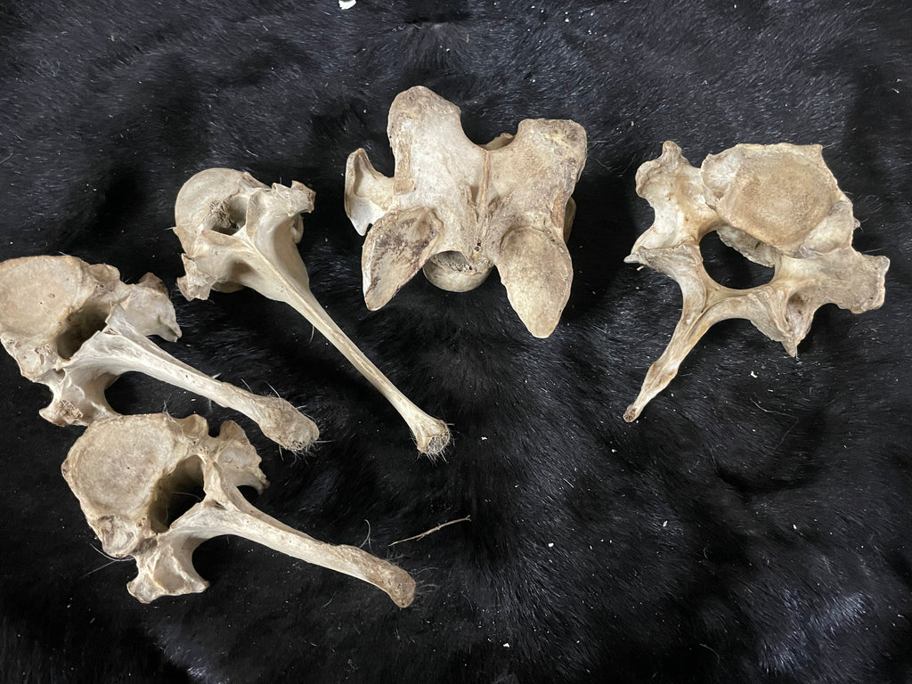 Foal Vertebrae
