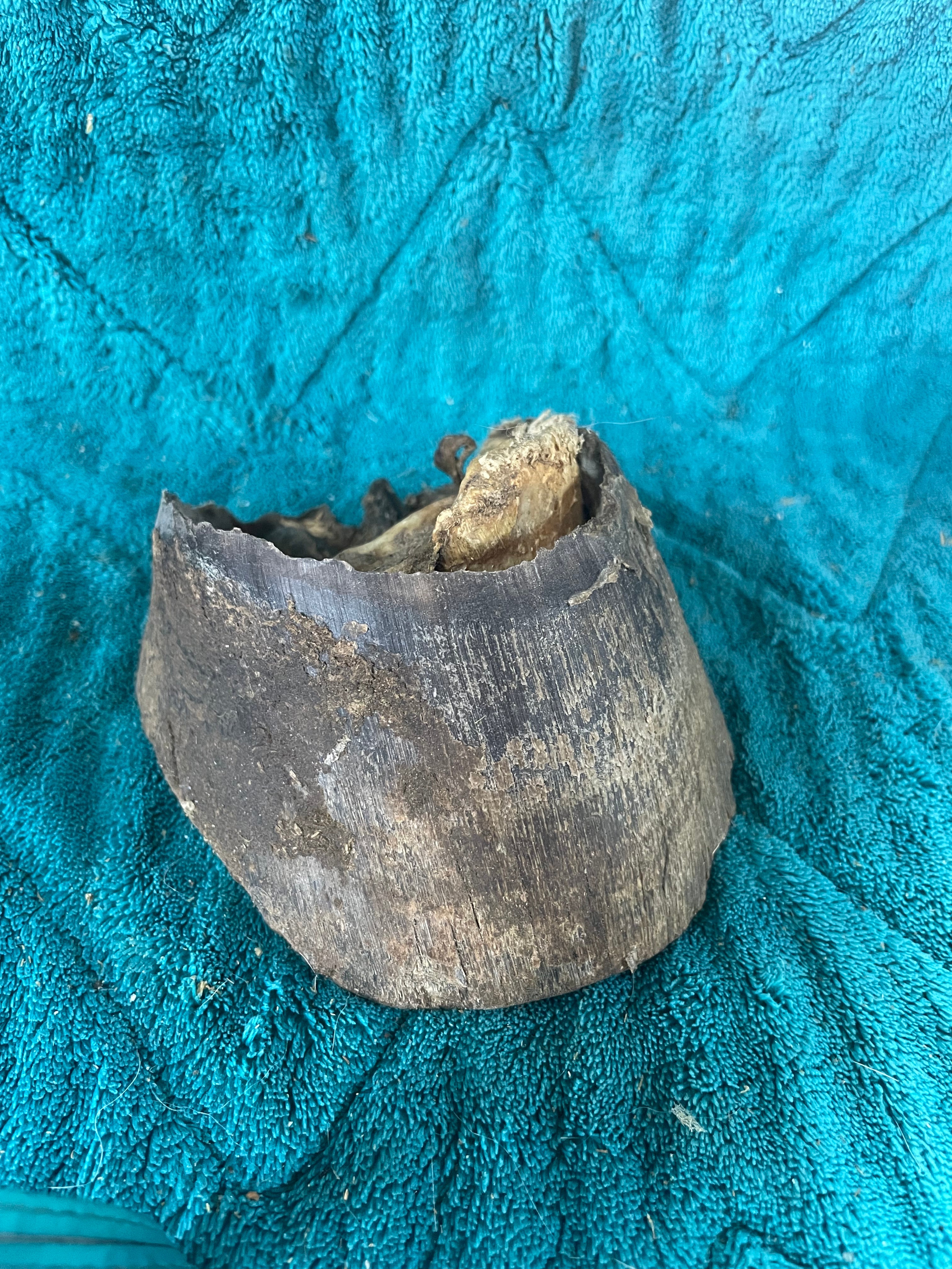 Horse Hoof
