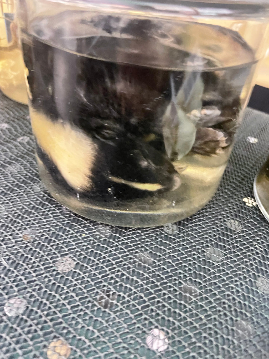 Juvenile Marbled Skunk