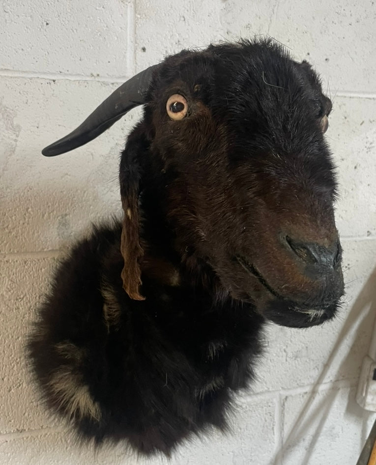 Derpy Goat