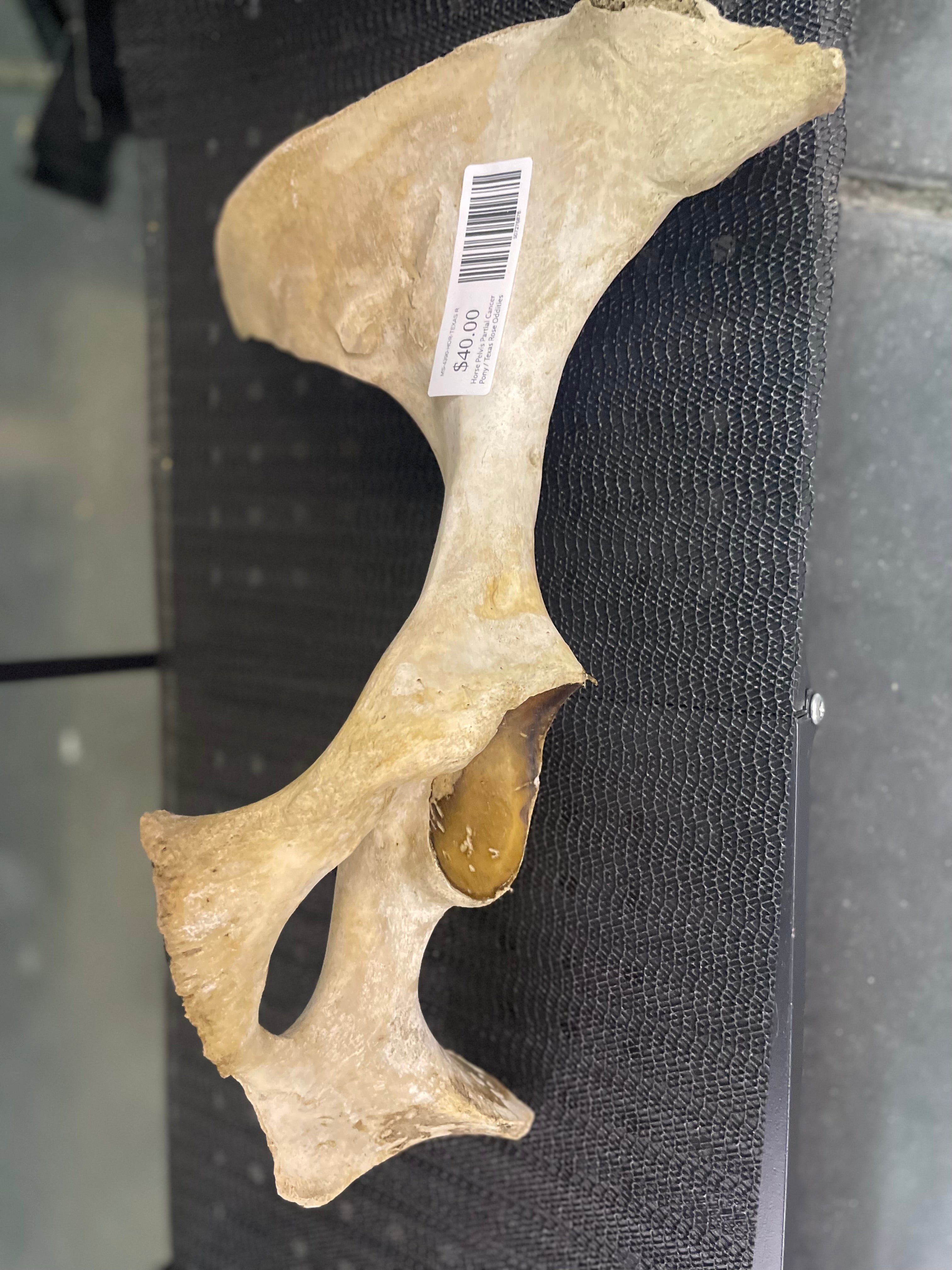 Horse Pelvis Partial Cancer Pony