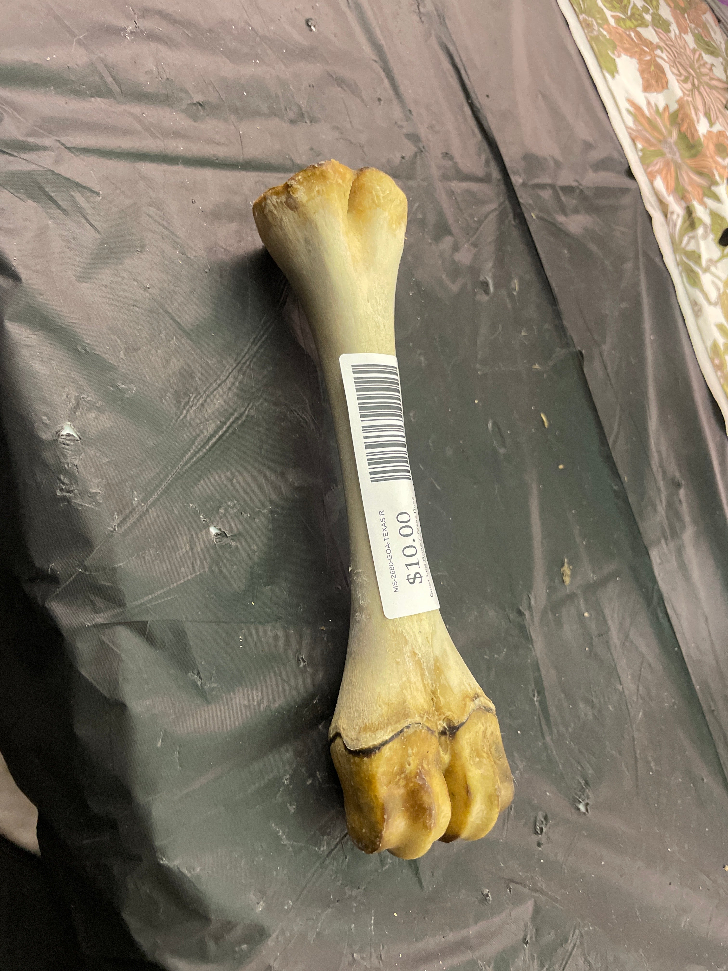 Goat Leg Bone