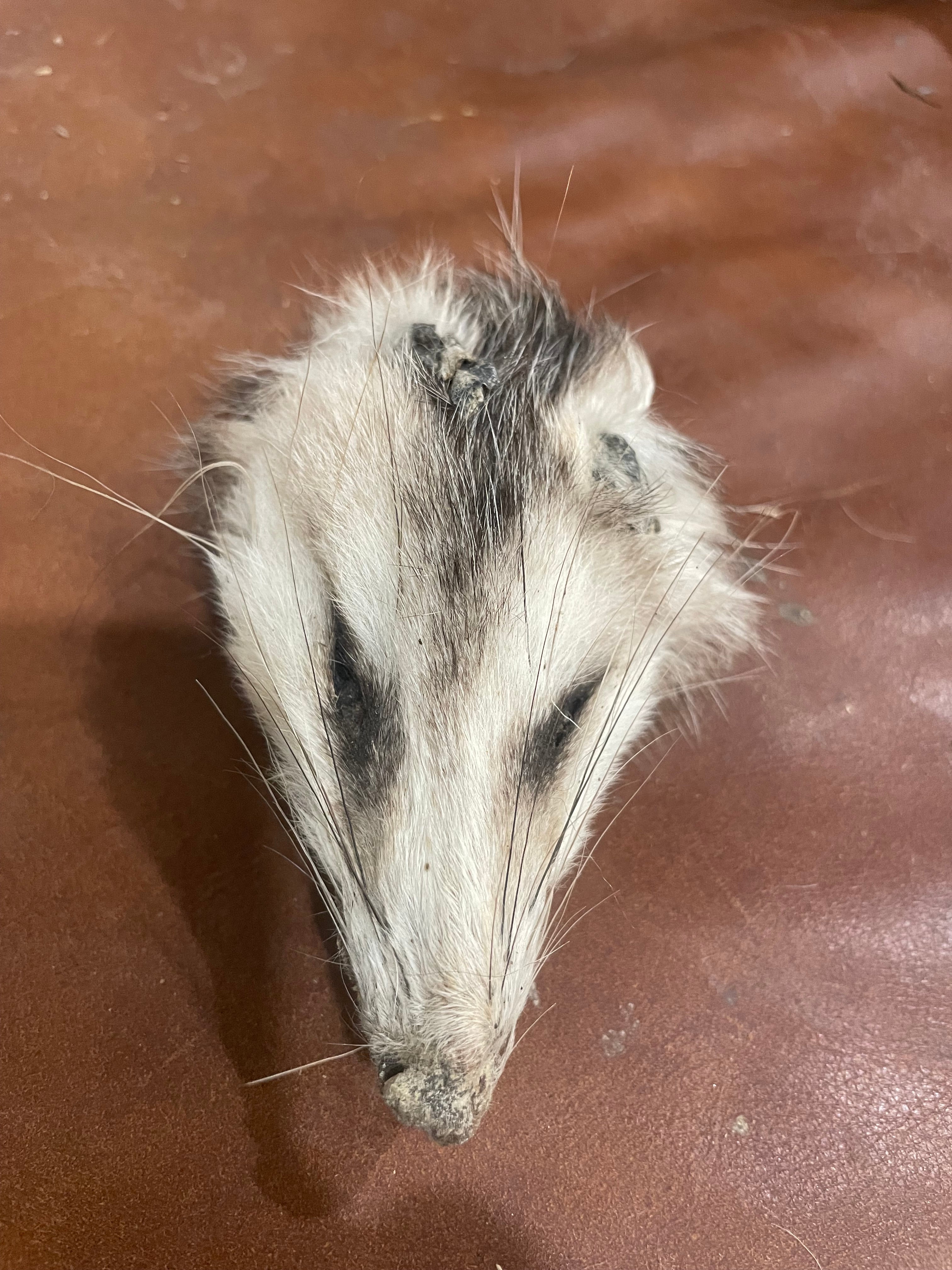 Opposum Head
