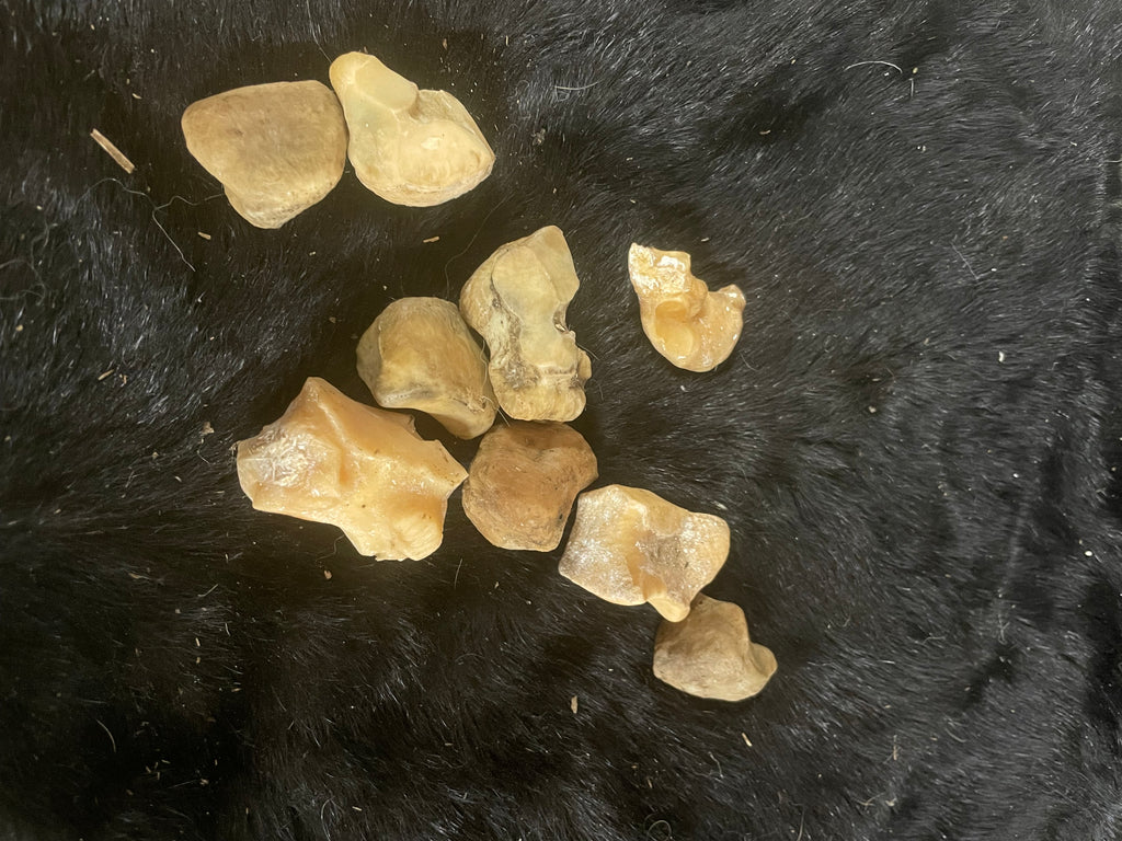 Foal/Horse Knee Bone Arthritis Lot