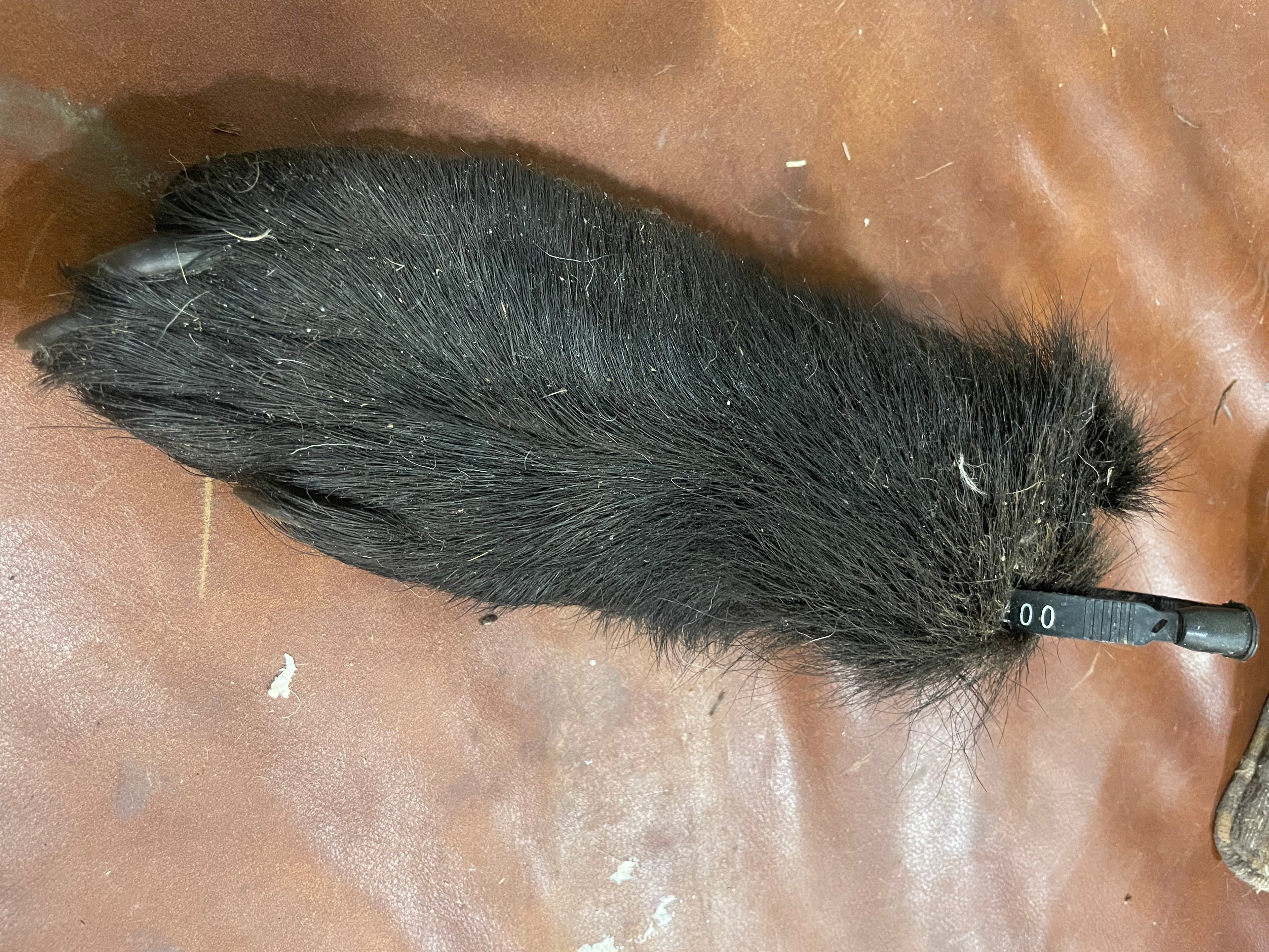 ***** Rare**Mummified Bear Foot