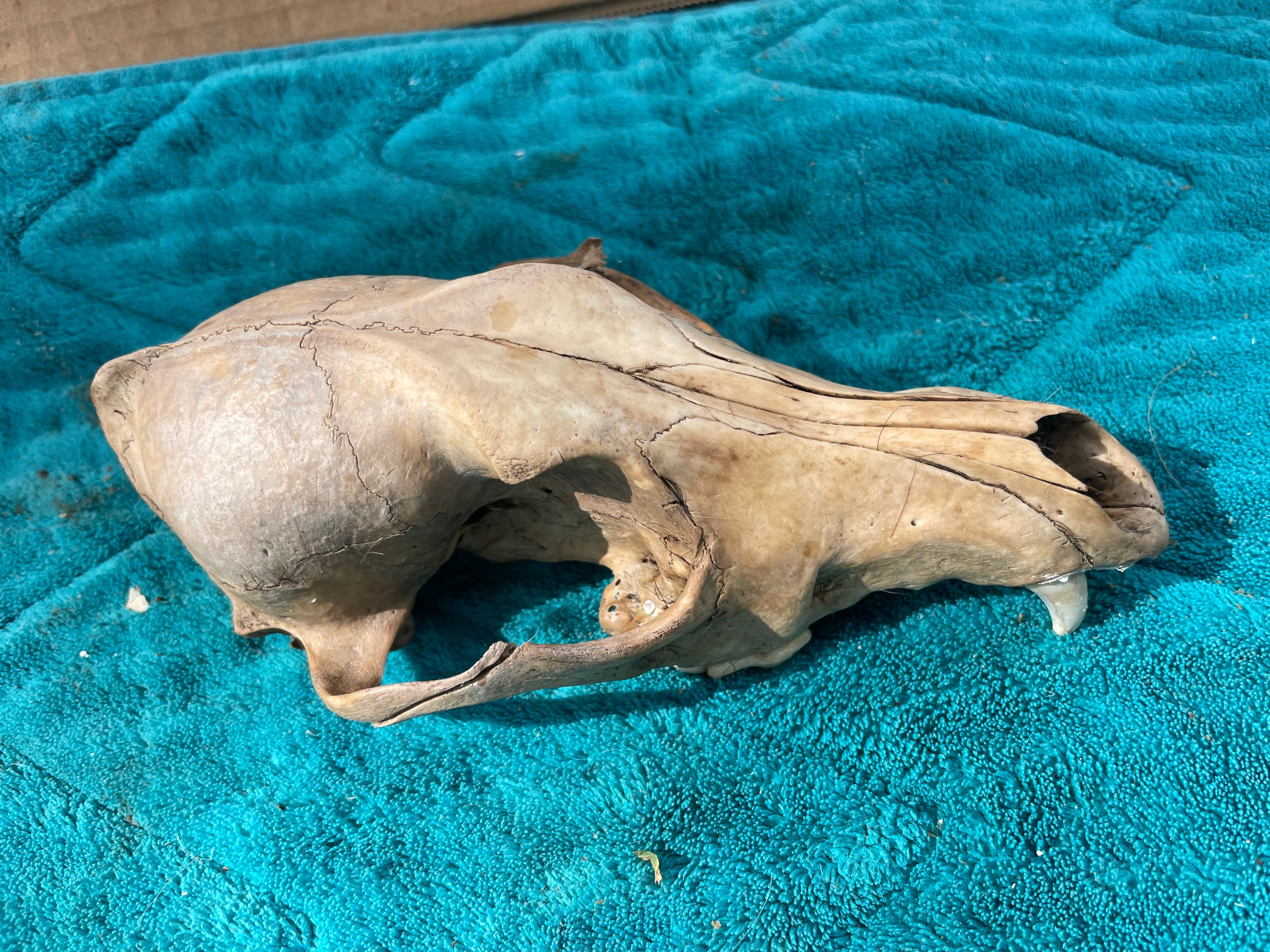 Craft Grade Coyote Skull