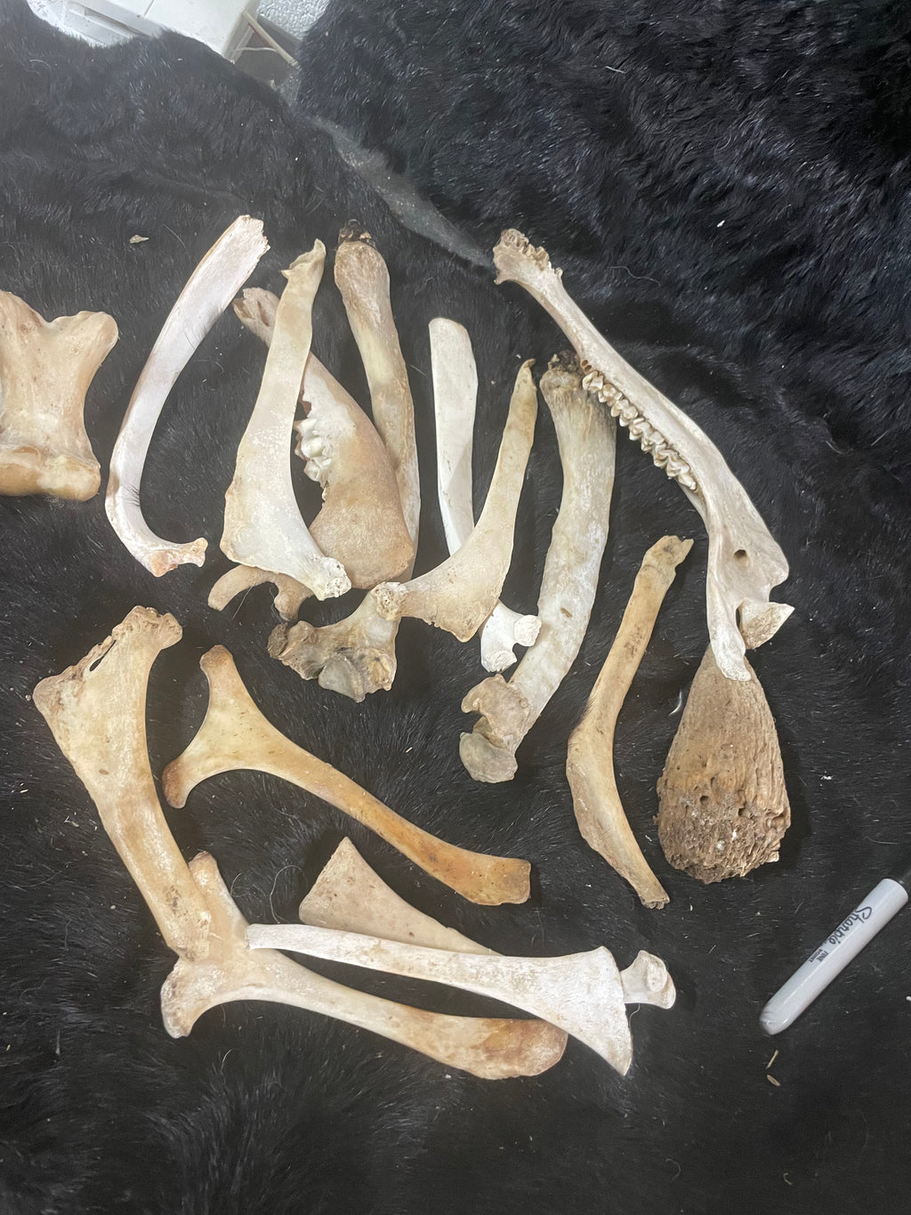 Misc Grab Bag of Bones