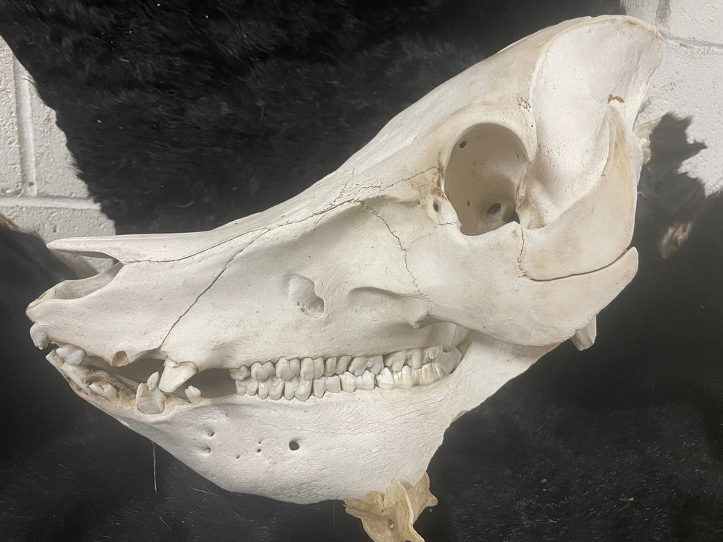 Bone Disease Kune Skull