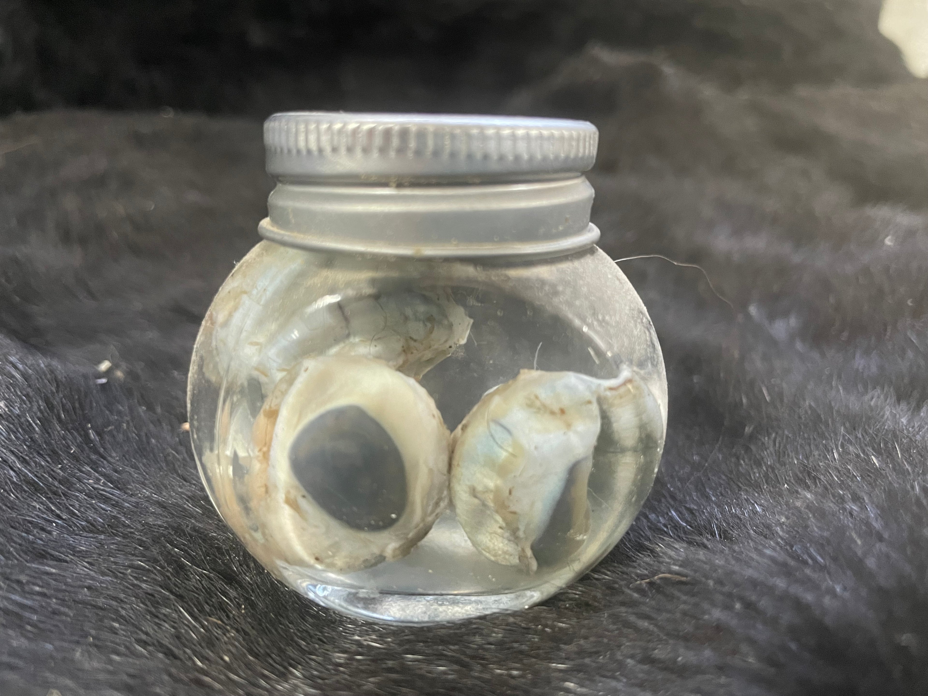 Lamb Eyes Wet Specimen