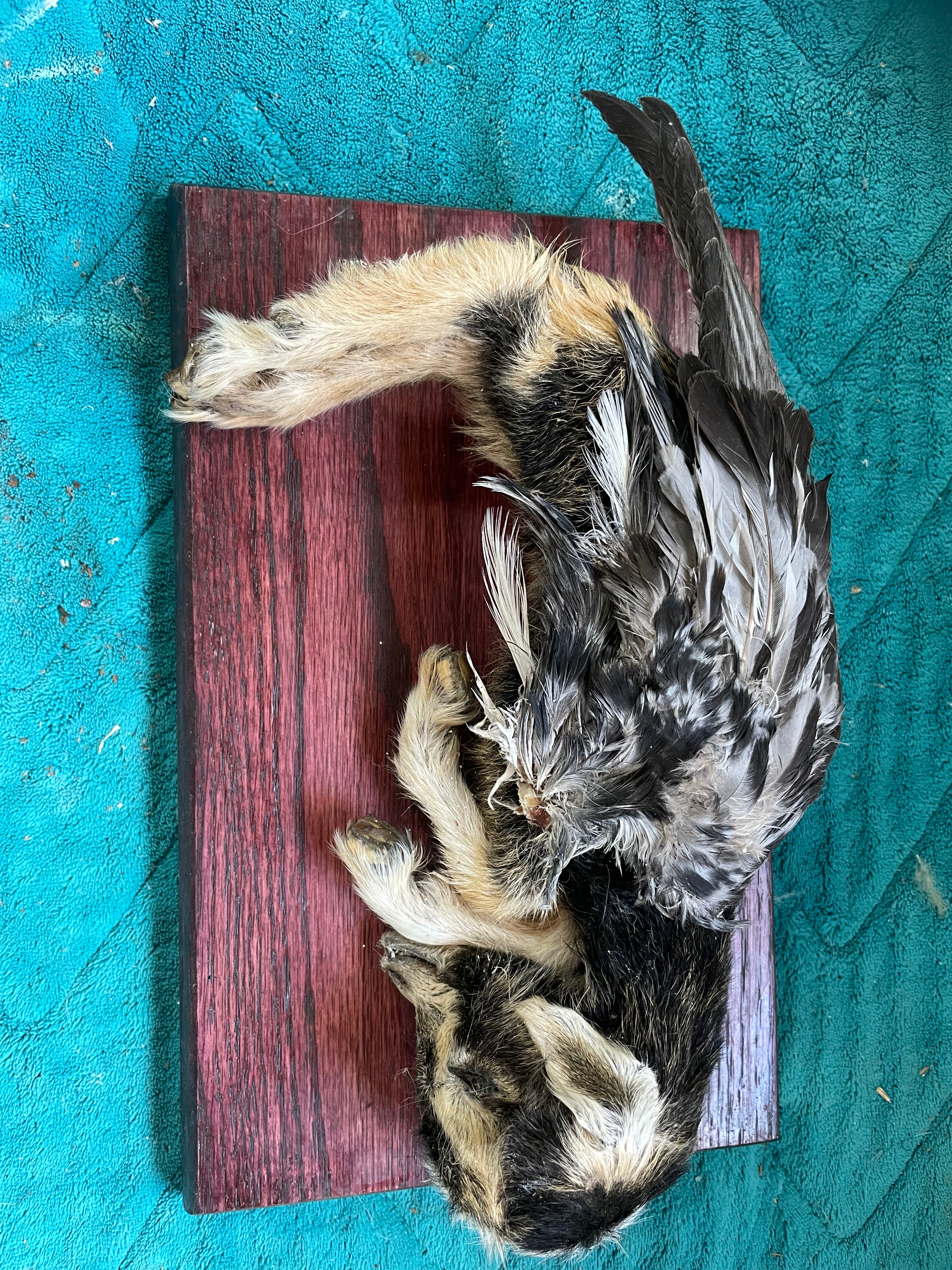 Mummified Flying Goat