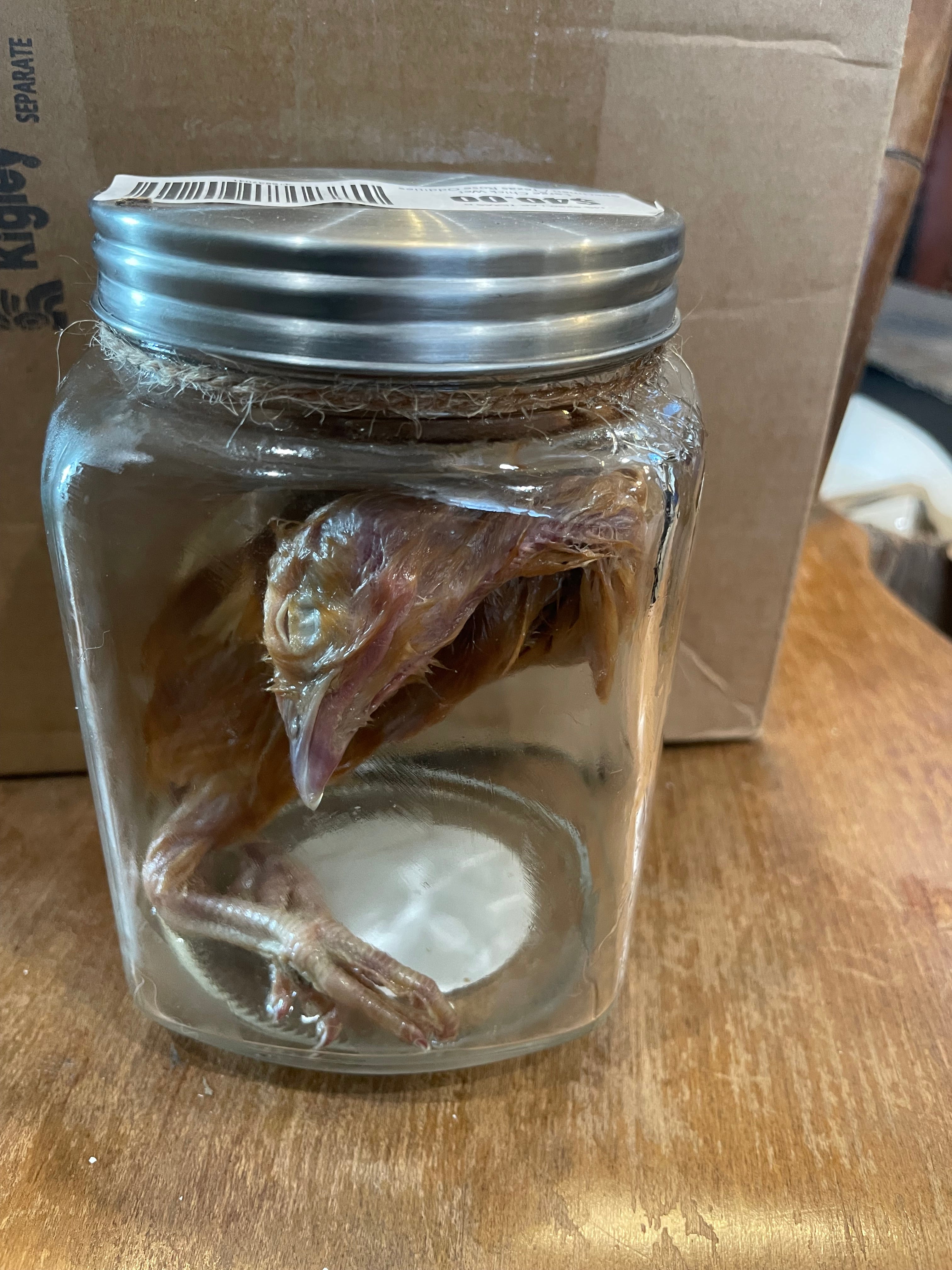 Large Chick Wet Specimen
