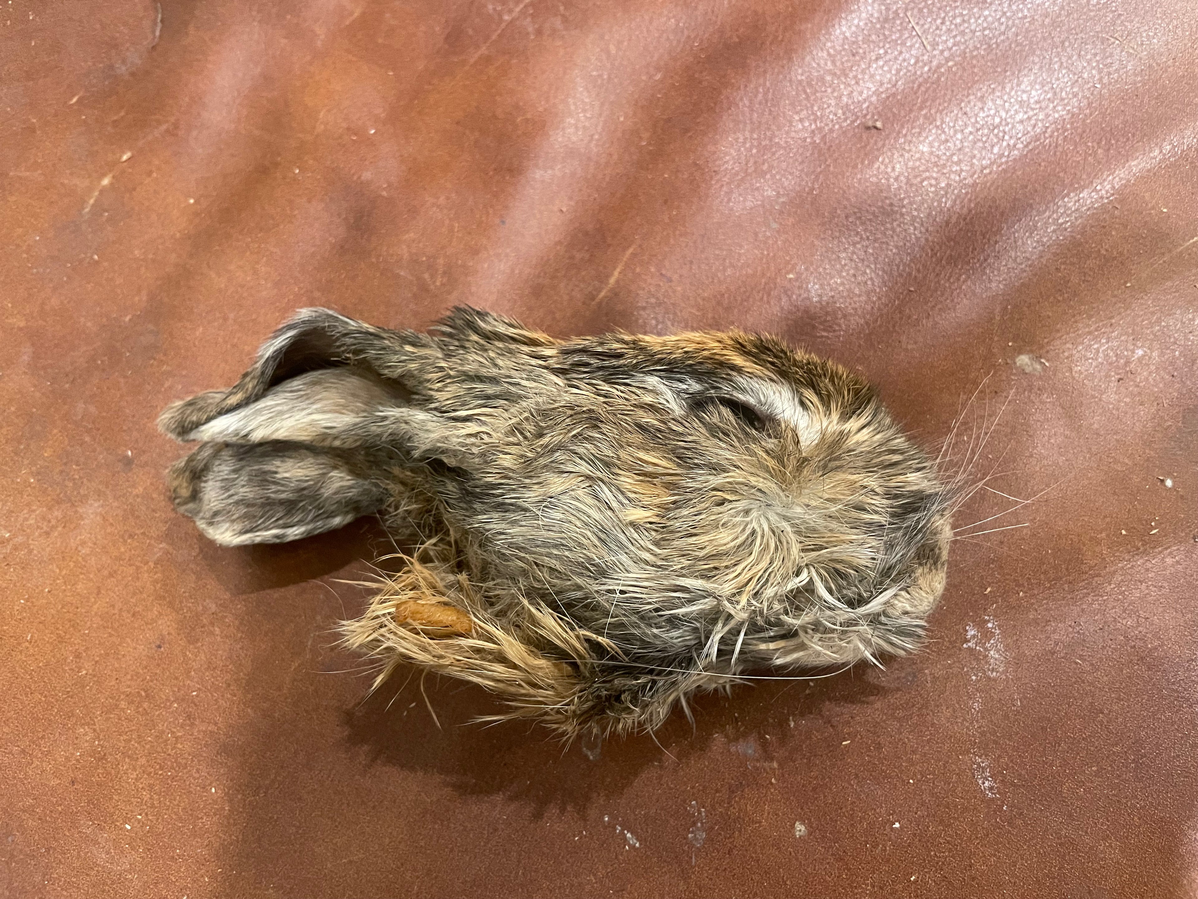 Rabbit Head Harlequin Mummified