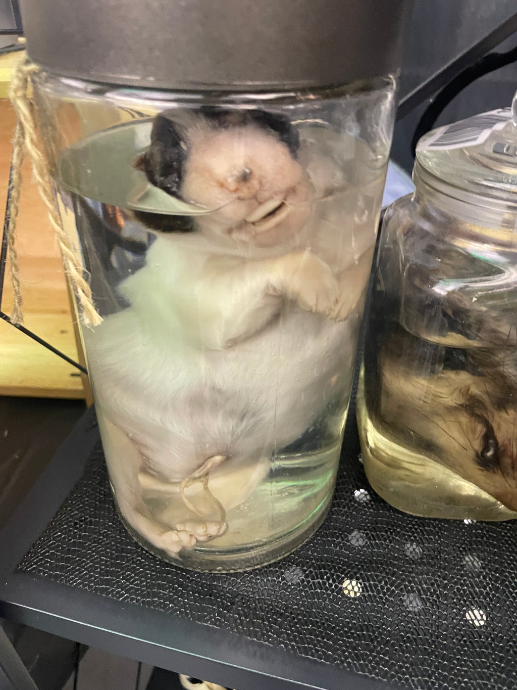 Great Pyrenese Puppy Wet Specimen