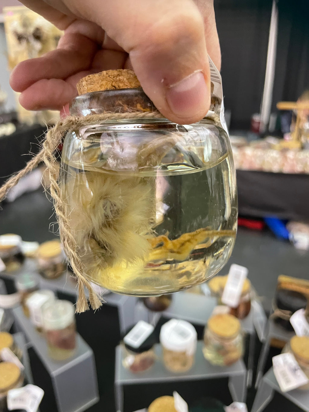 Silky Chick  Wet Specimen