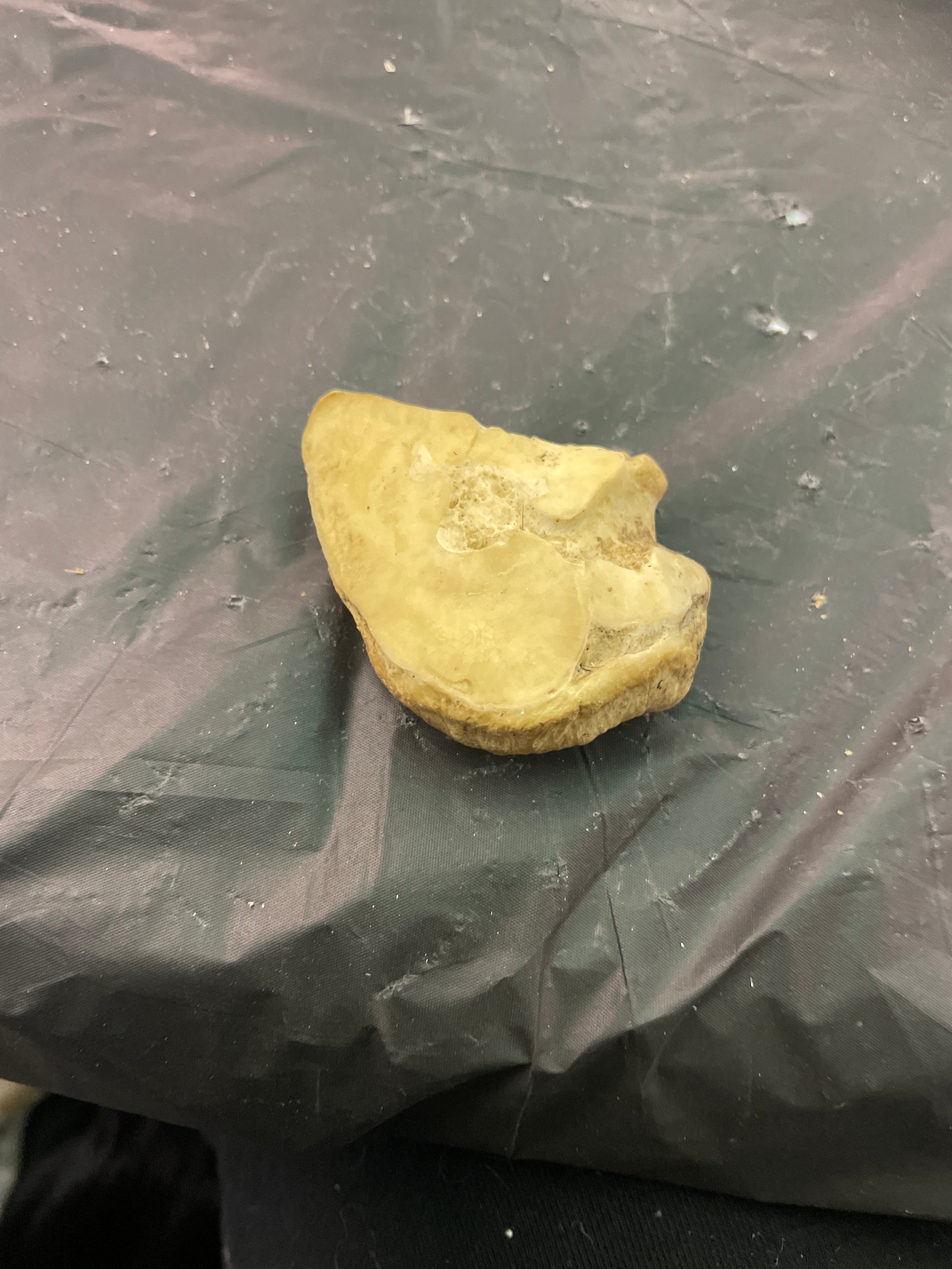 Horse Knee Joint Bones