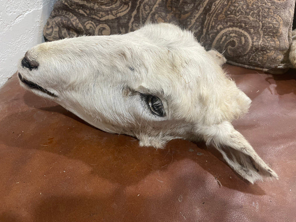 Xl Mummified Sheep Head