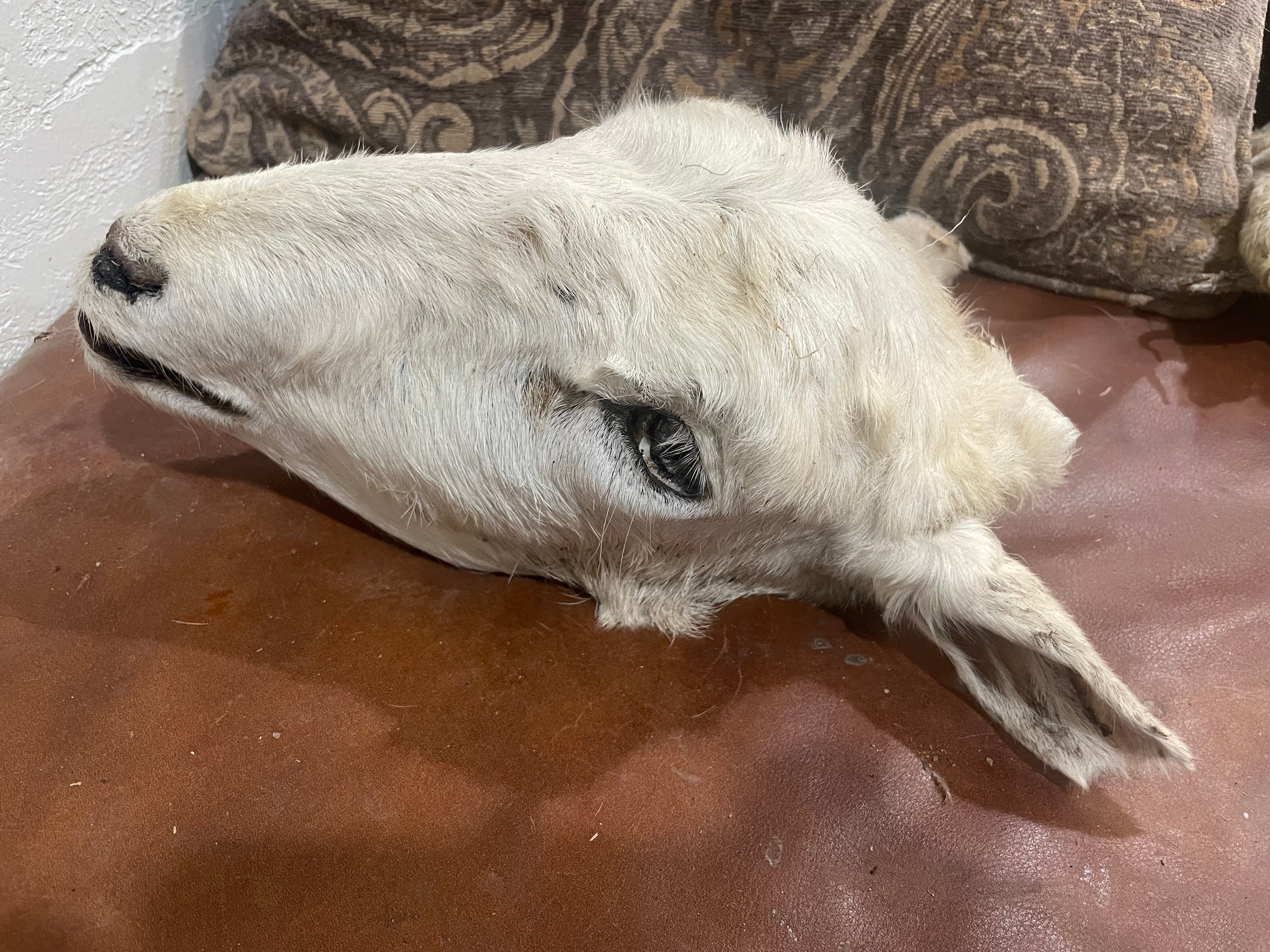 Xl Mummified Sheep Head