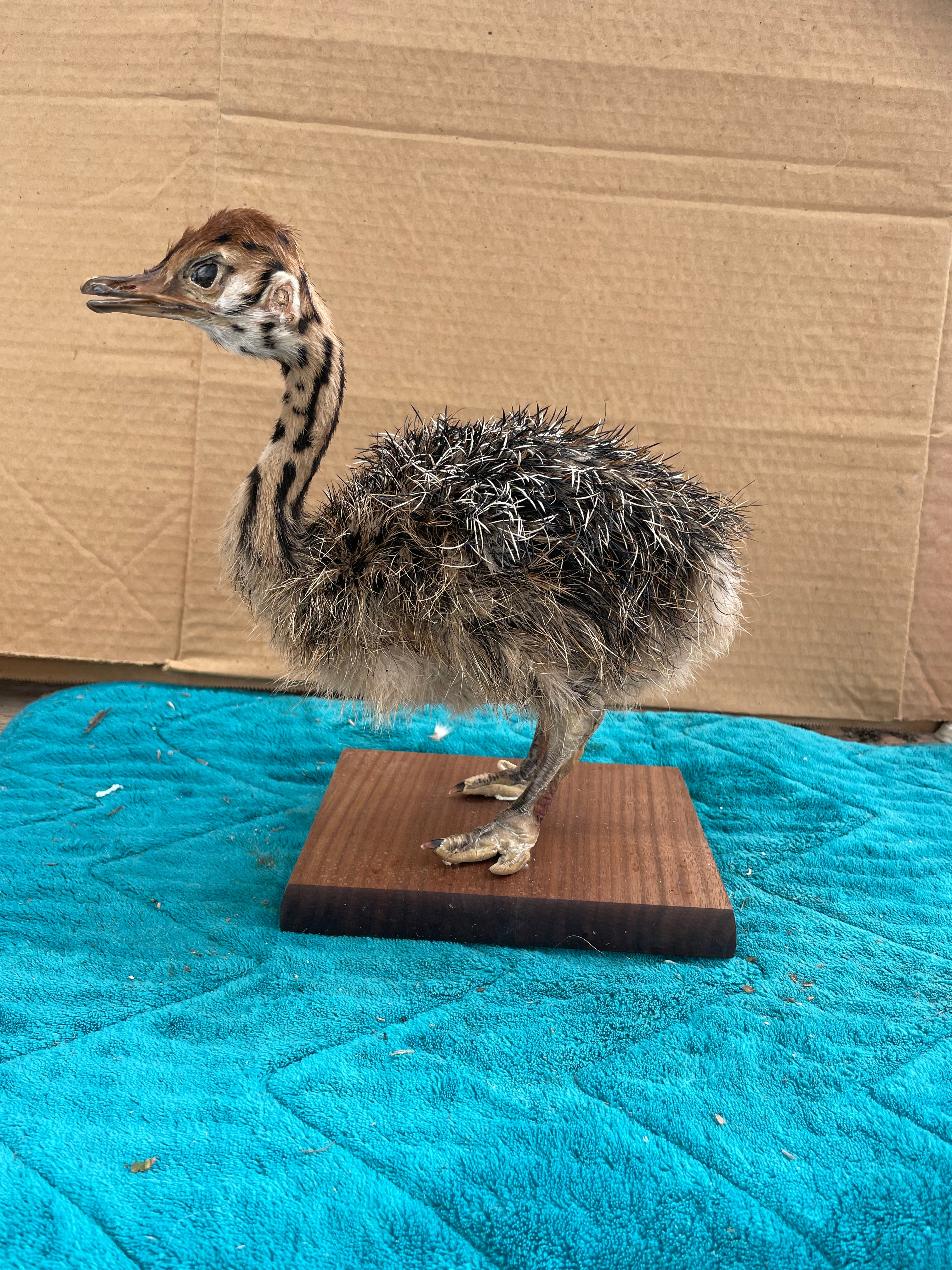 Ostrich Taxidermy