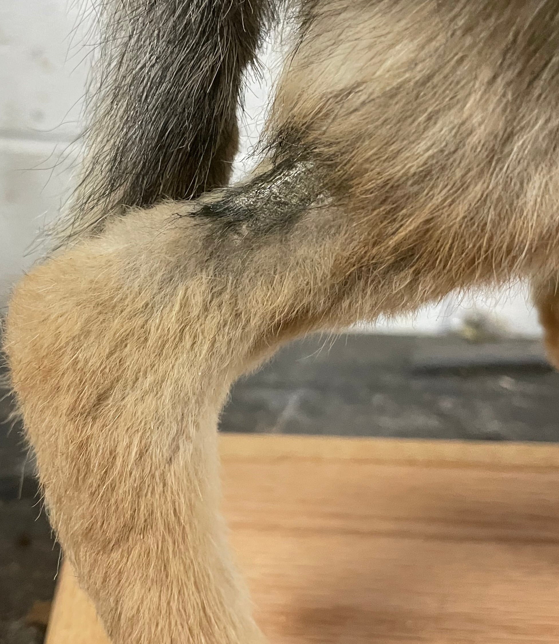 Singe the Baby Coyote