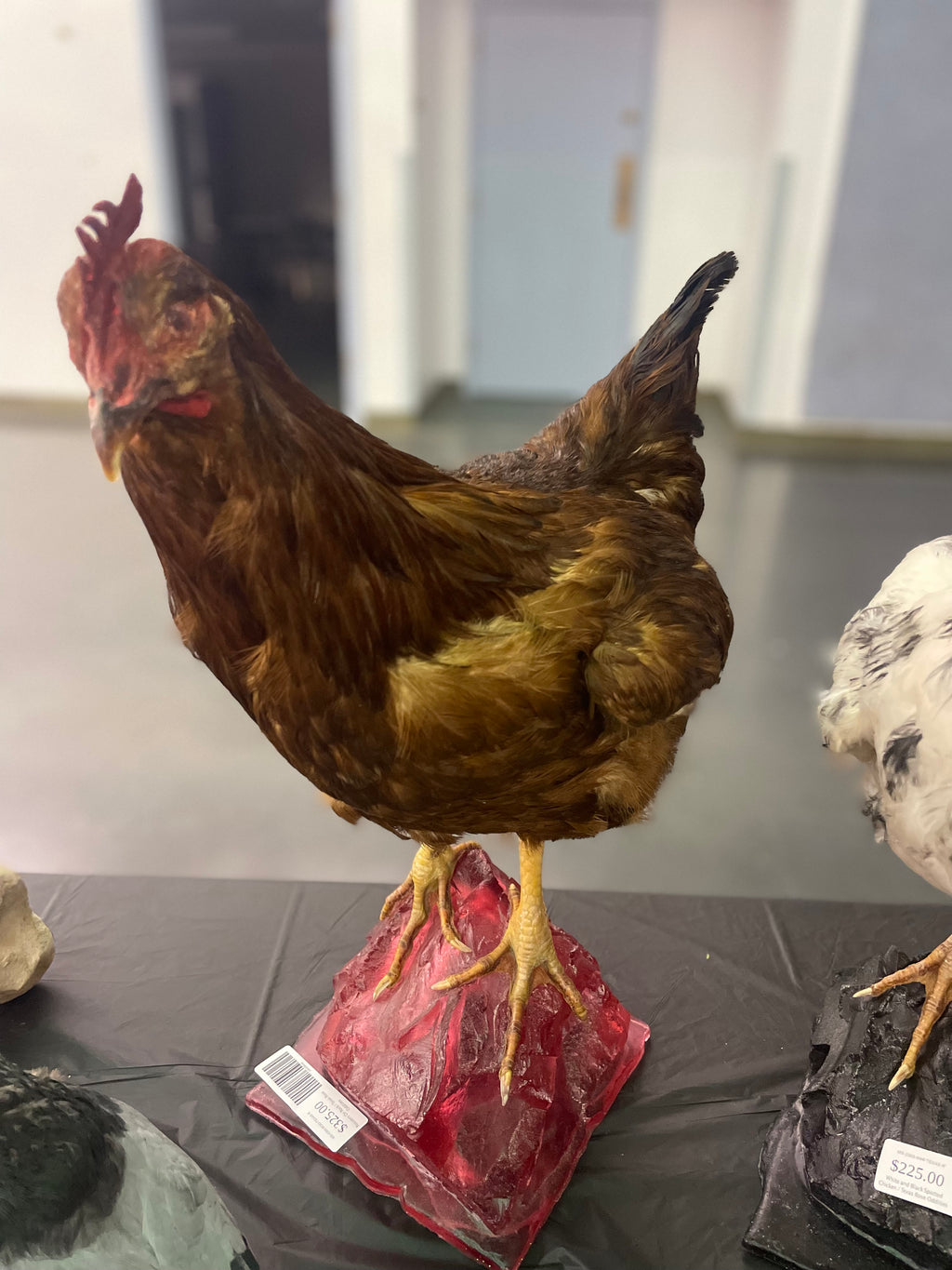 Roosters On Rock