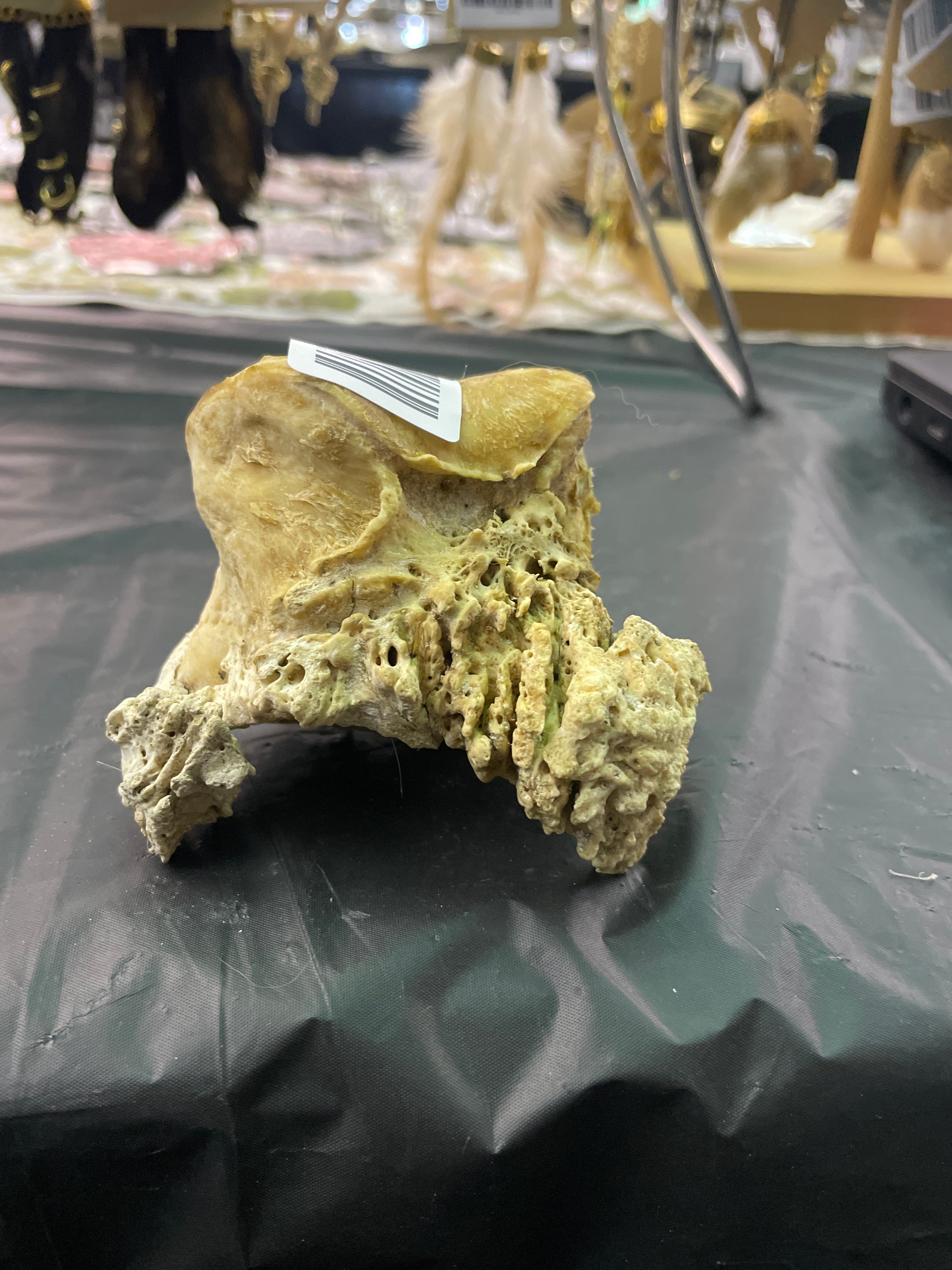 Arthritis Short Pastern Bone